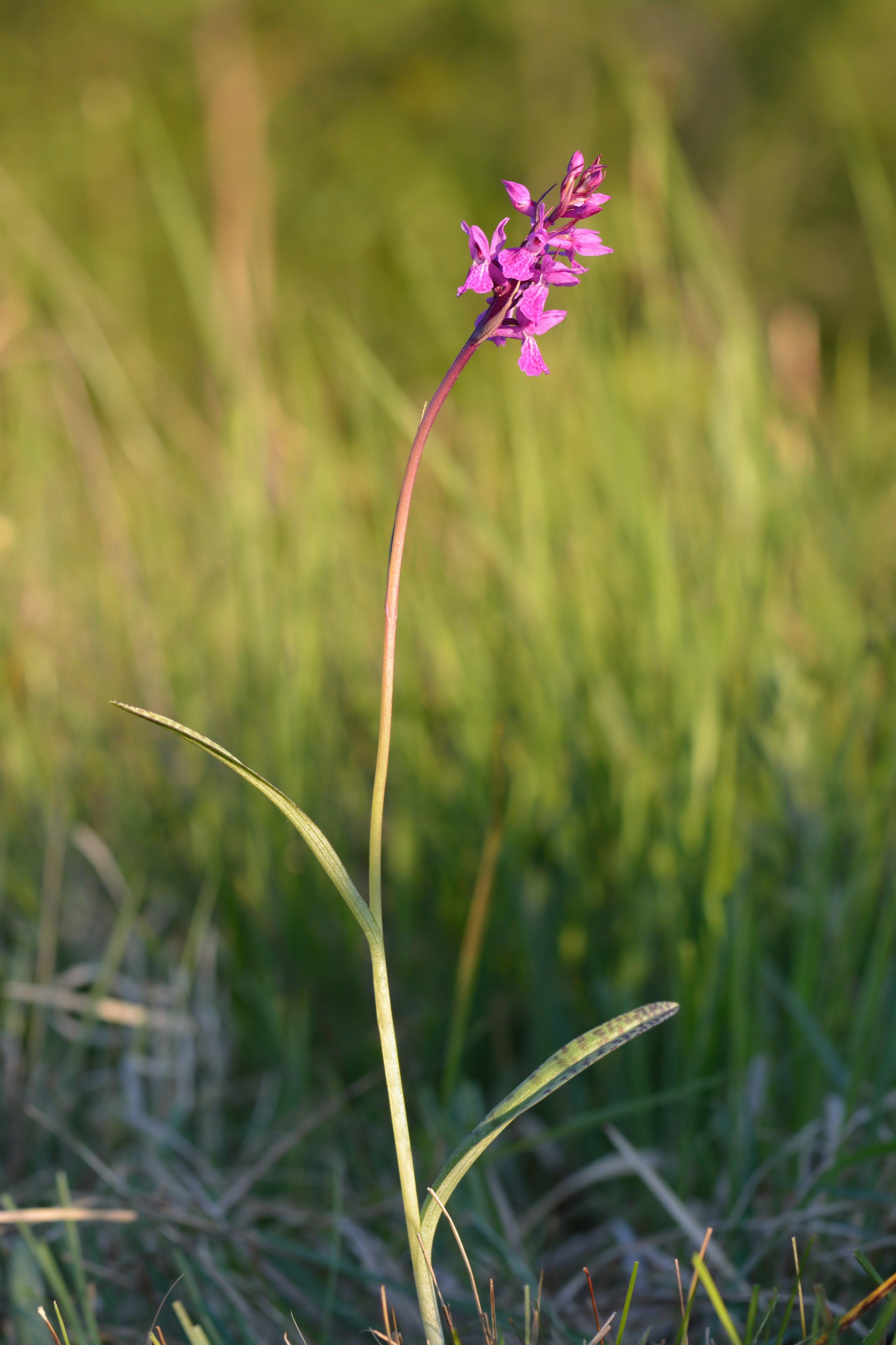 Dactylorhiza russowii plant- Niitvälja bog