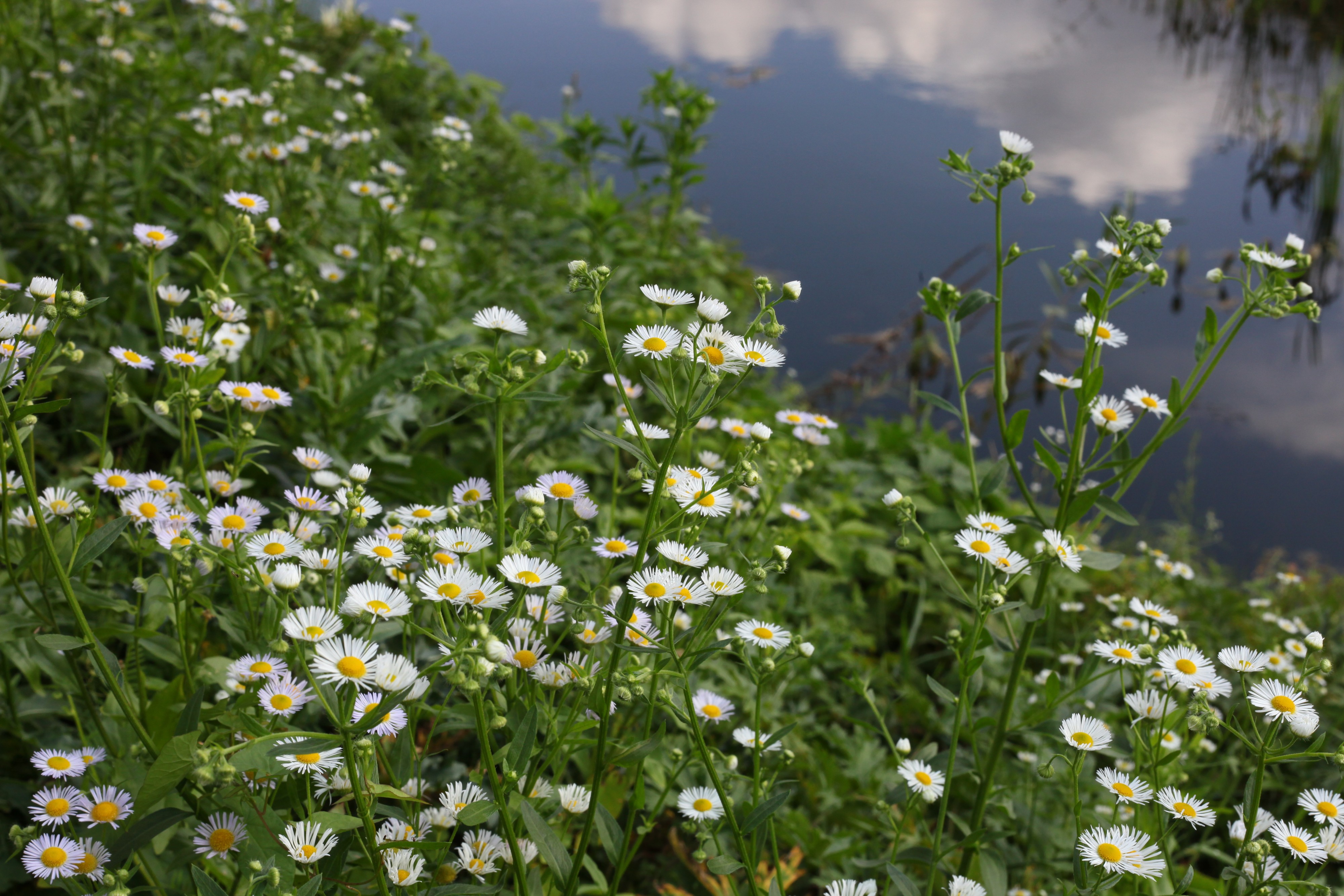 white daisies near a pond
