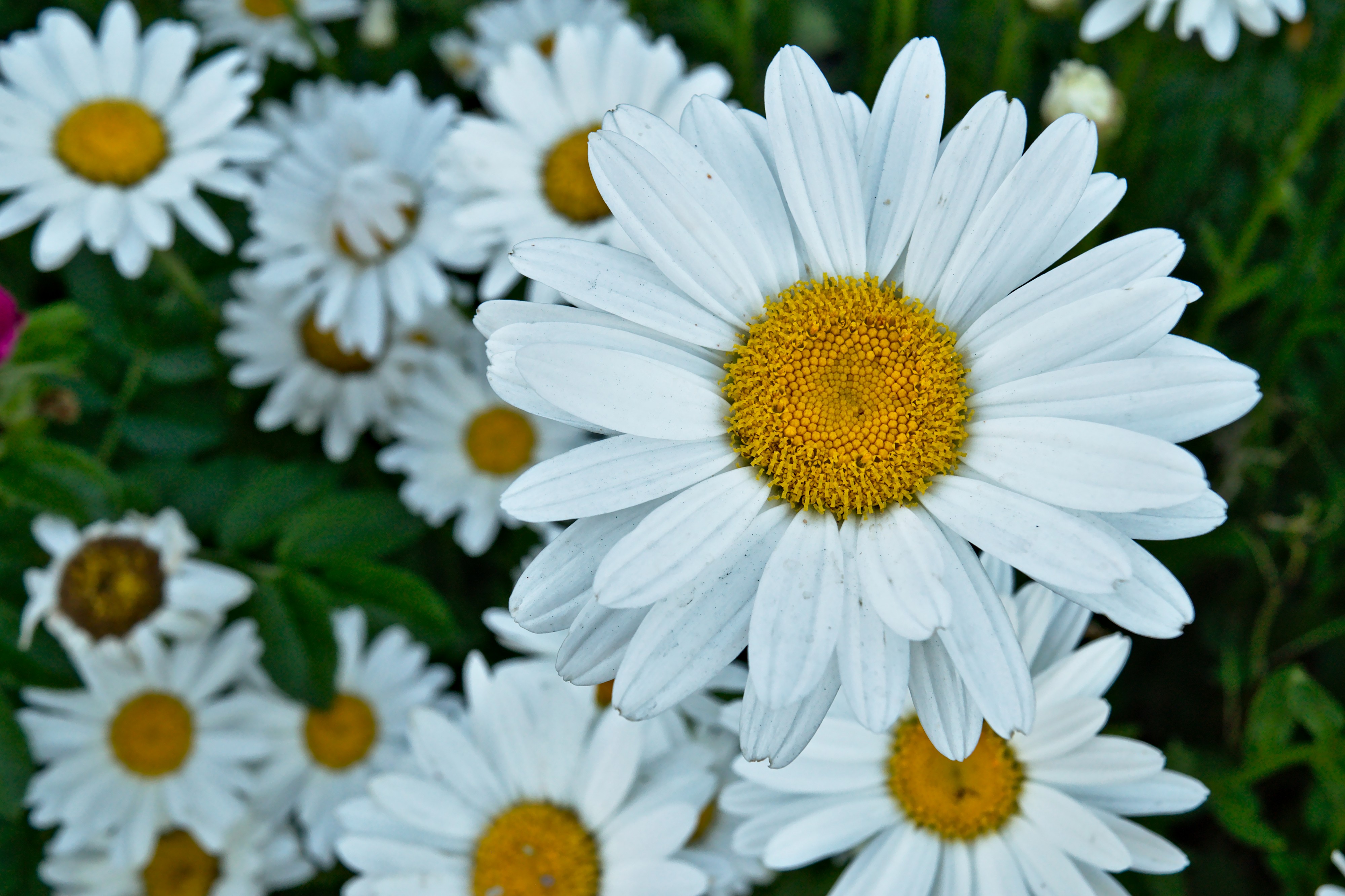 Daisy garden in Bend, OR