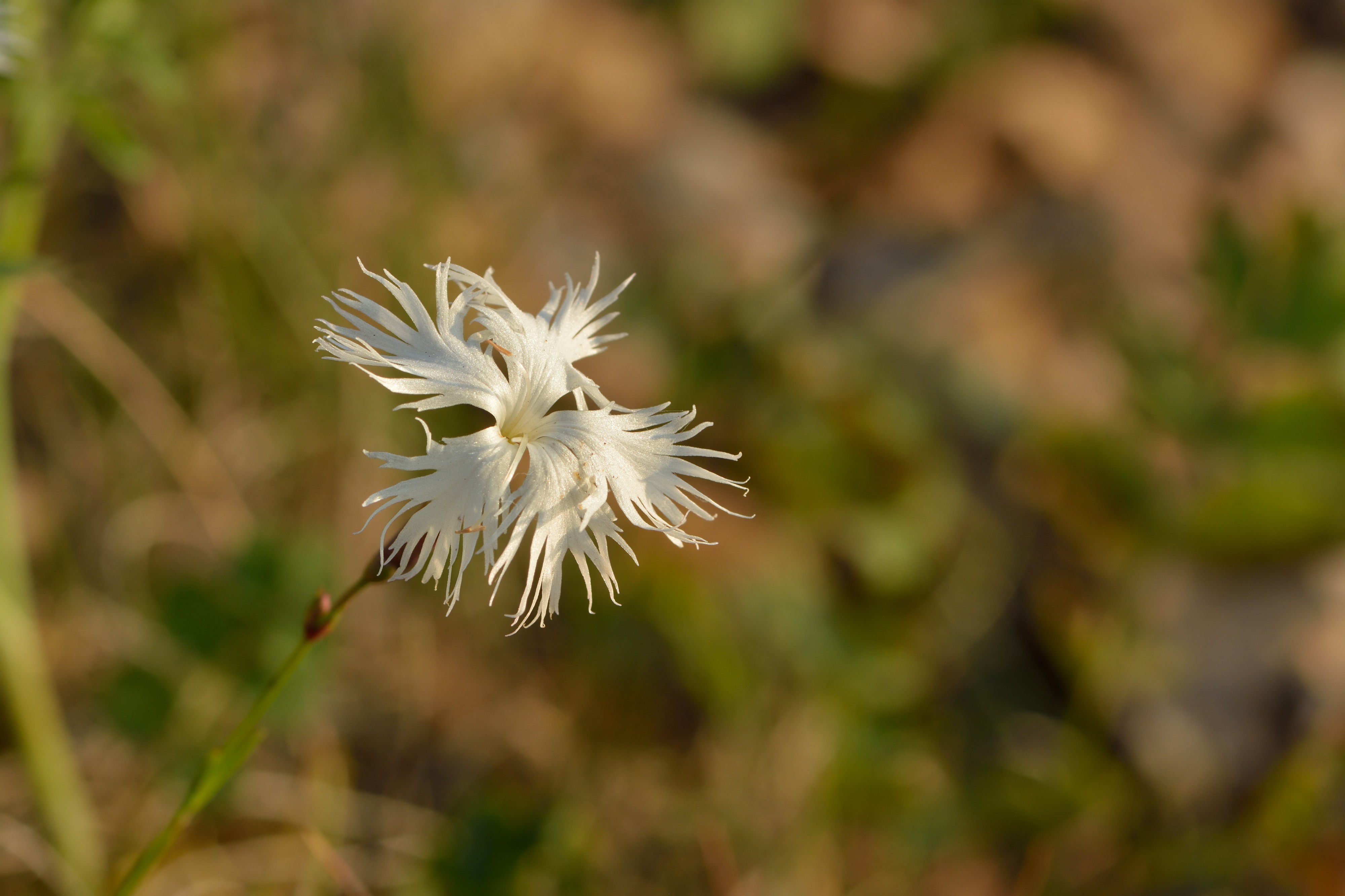 Dianthus arenarius arenarius - nõmmnelk Pakri1