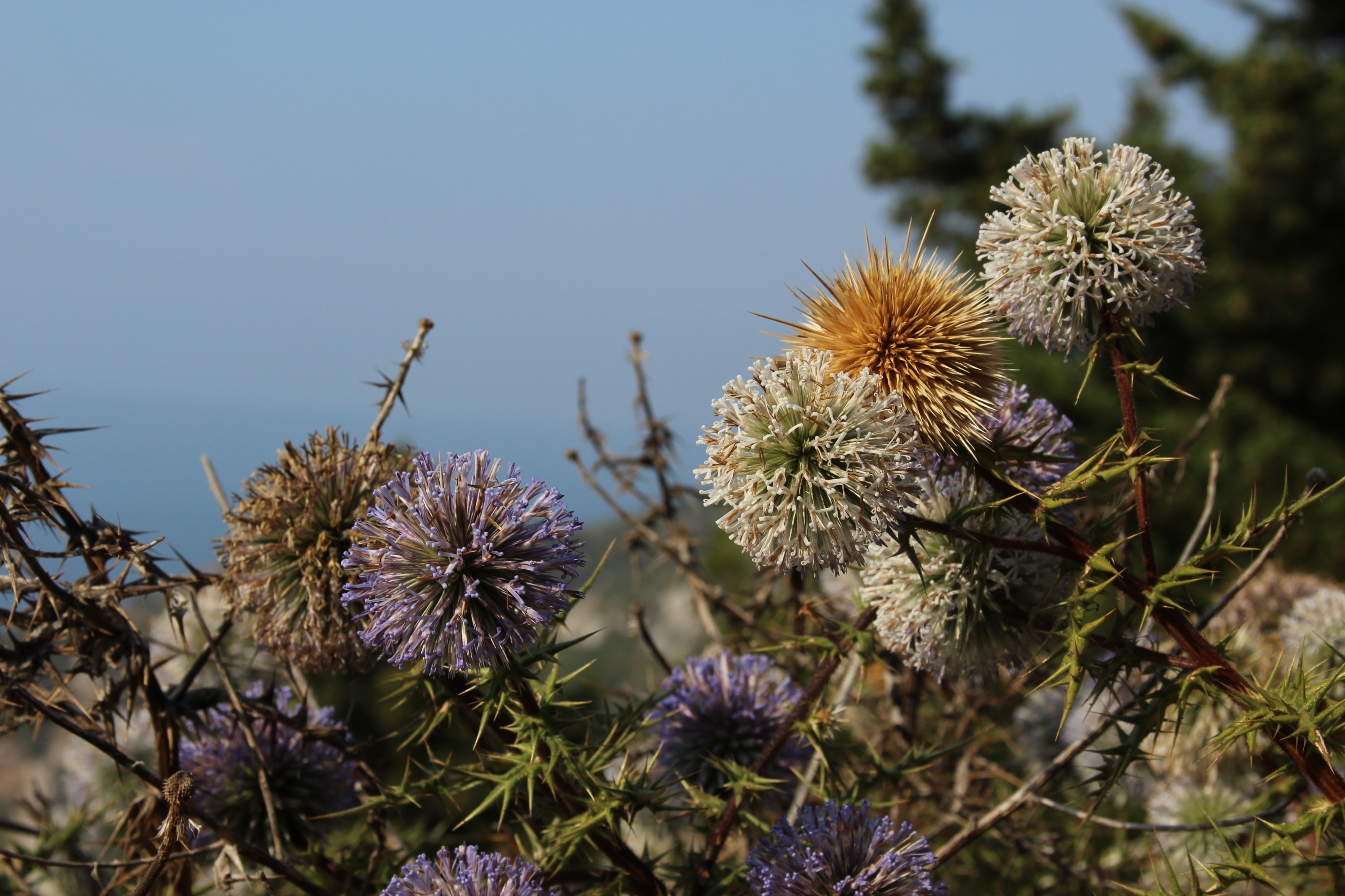 Echinops spinosissimus (KPFC) 06