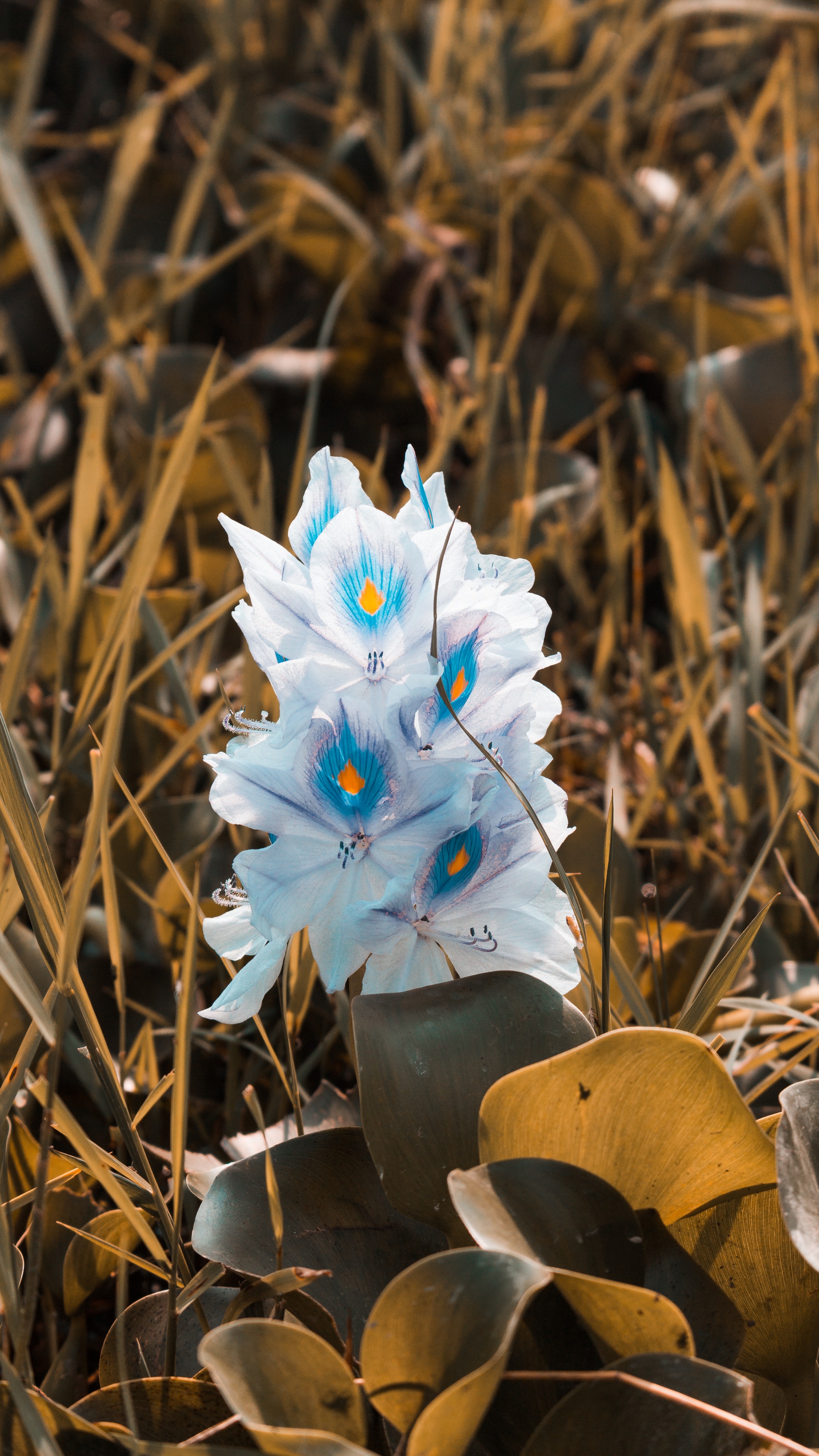 Eichhornia crassipes, Pokhara
