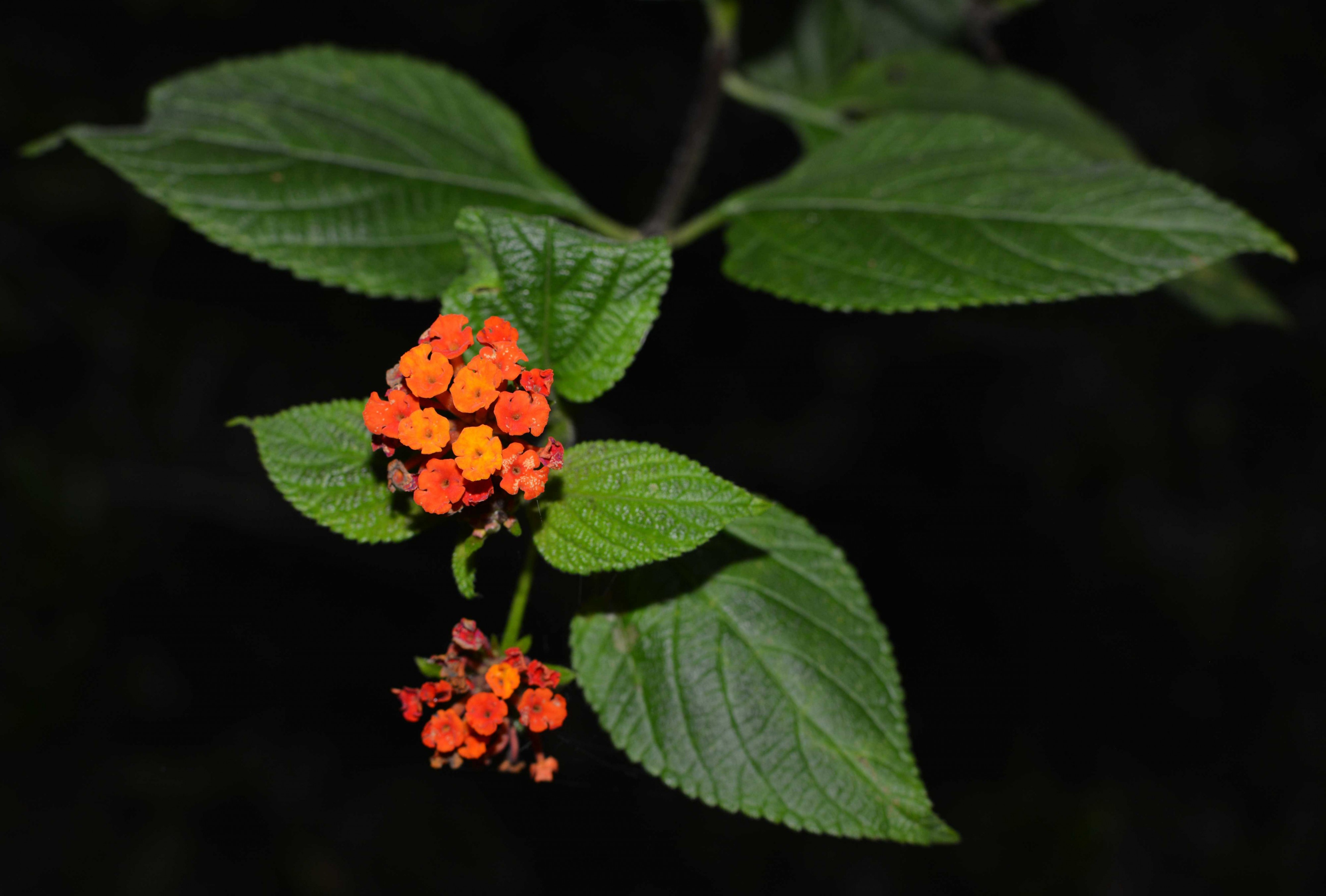 Flor cor de laranja