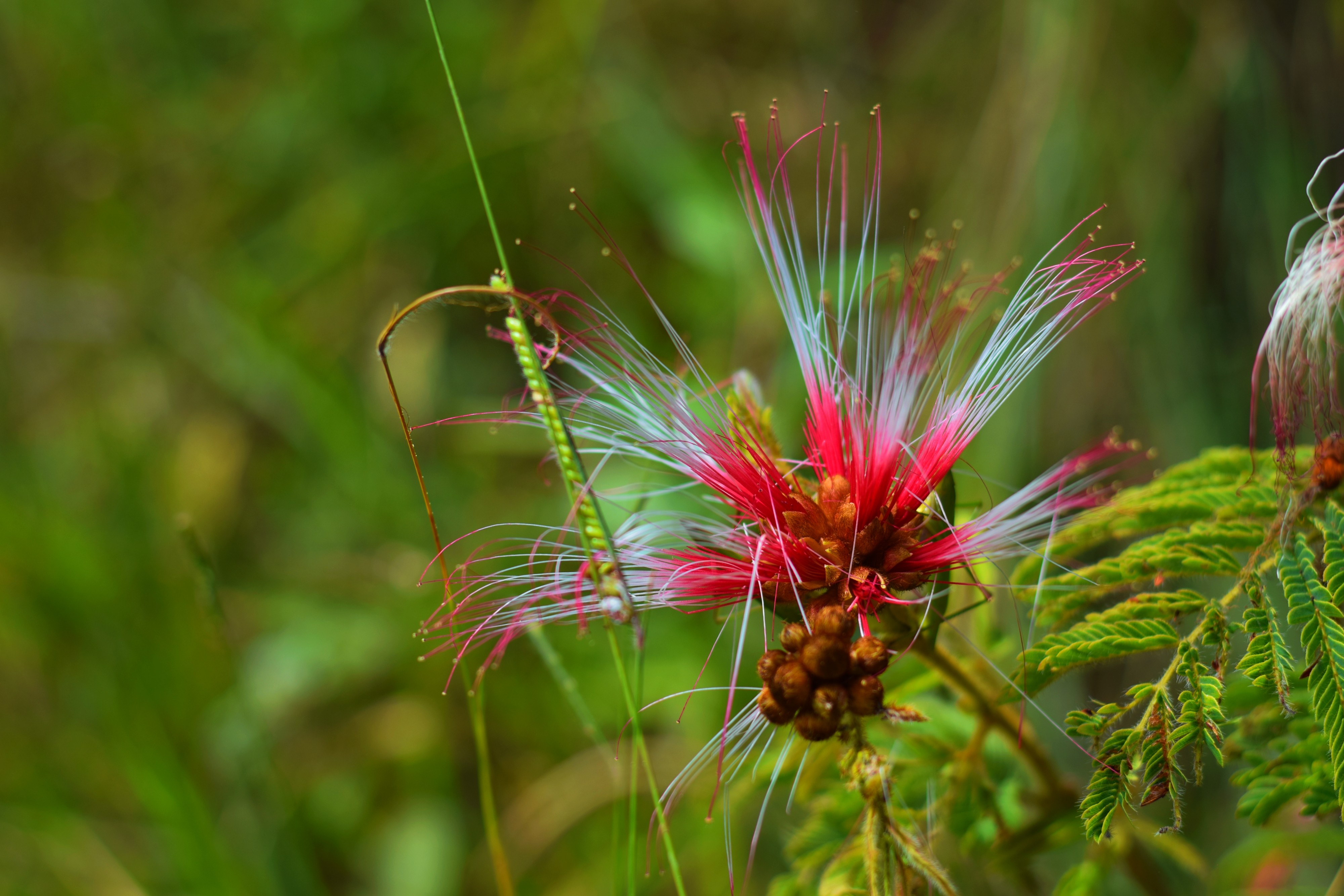 FlorChapada2