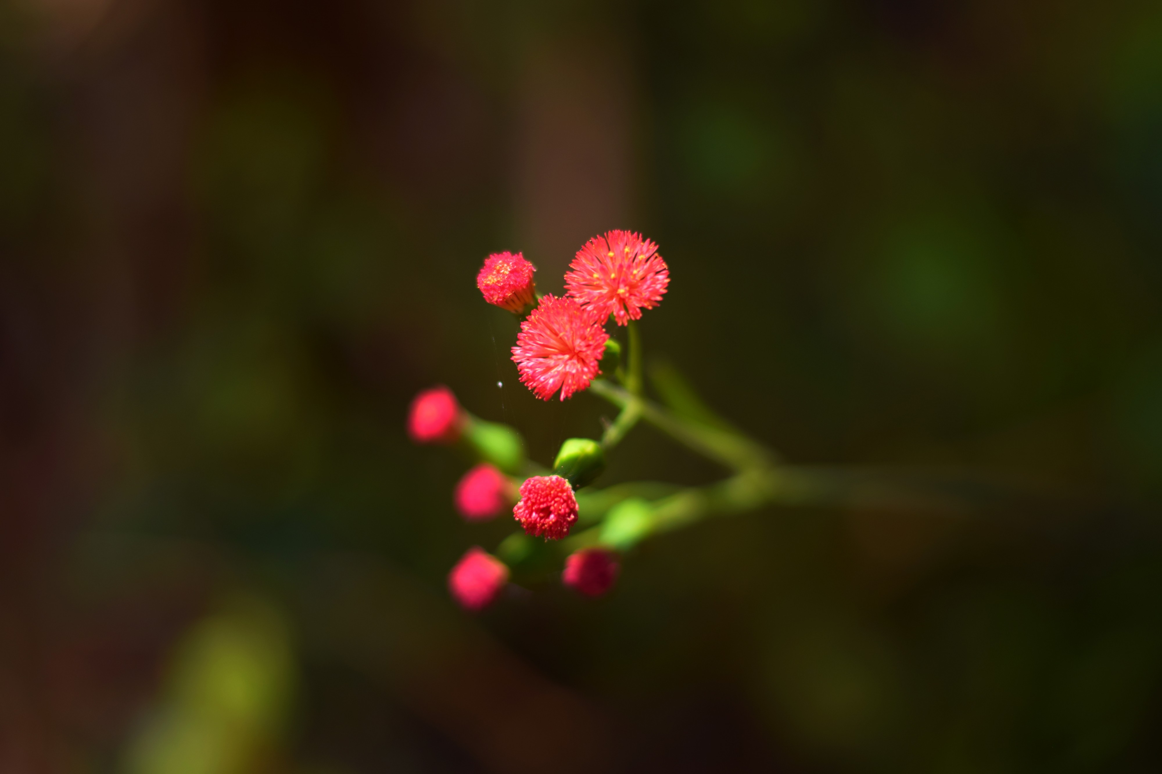 FloresChapada6