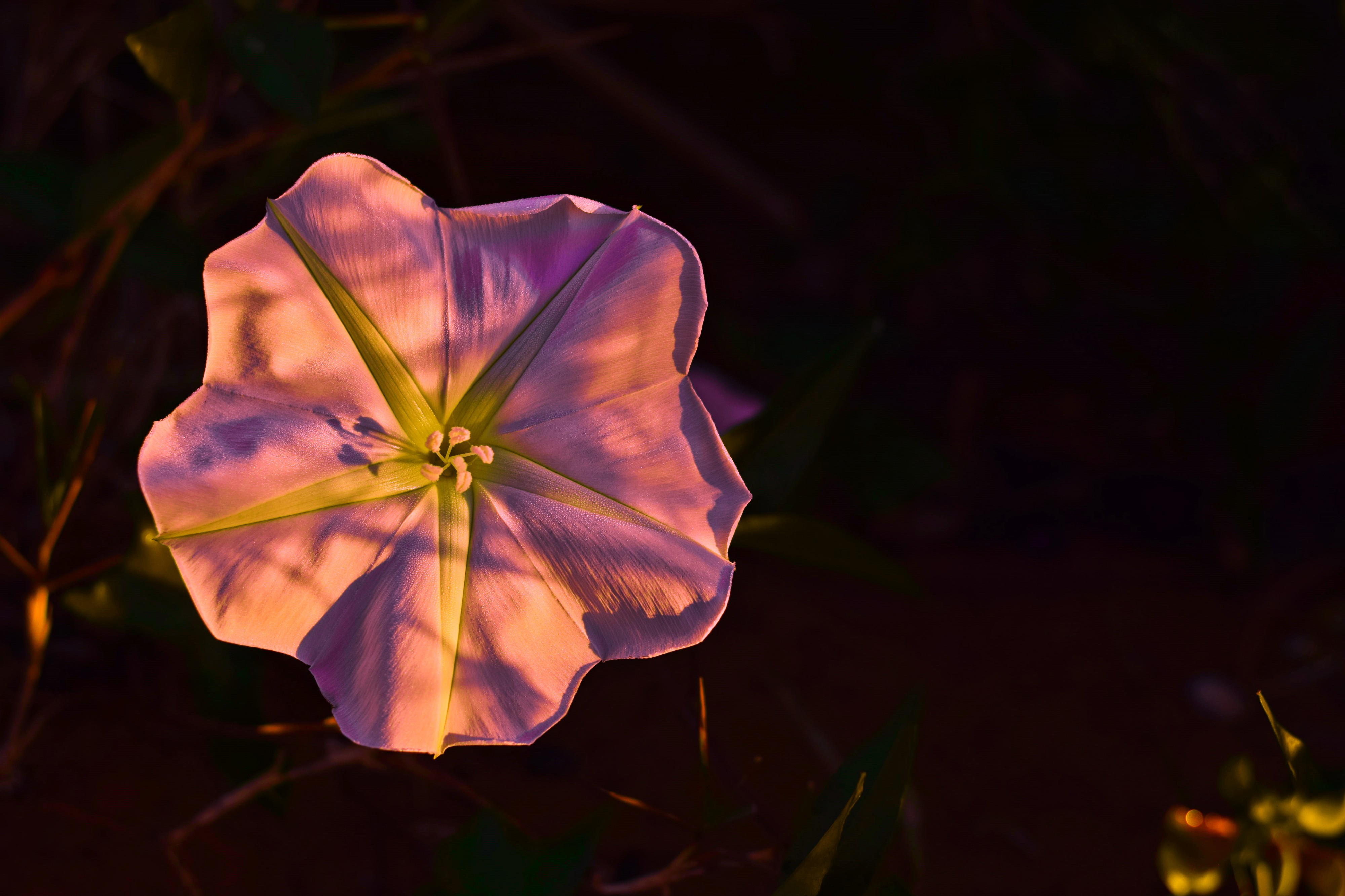 FlorParqueDasGarças