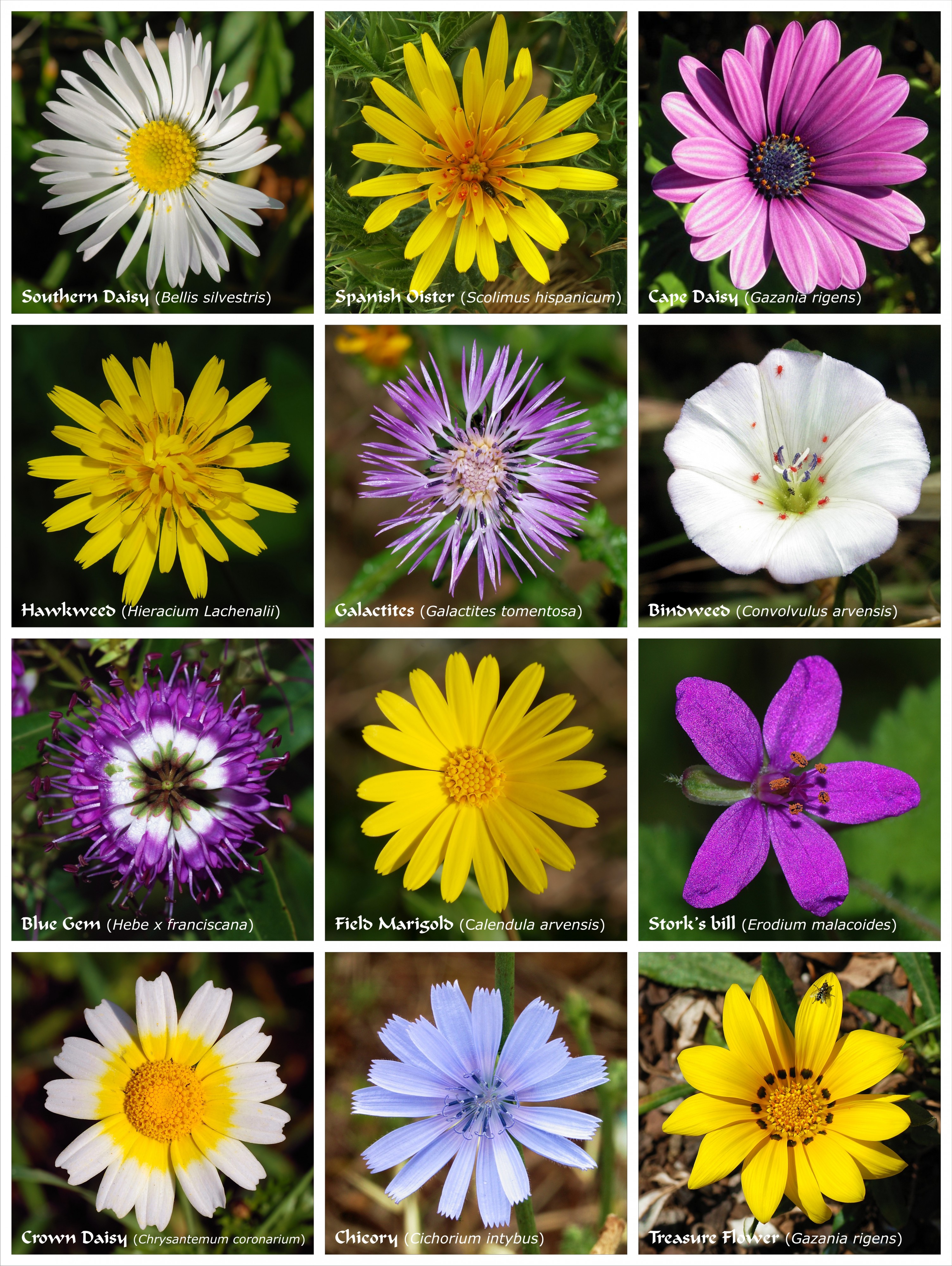Flower poster