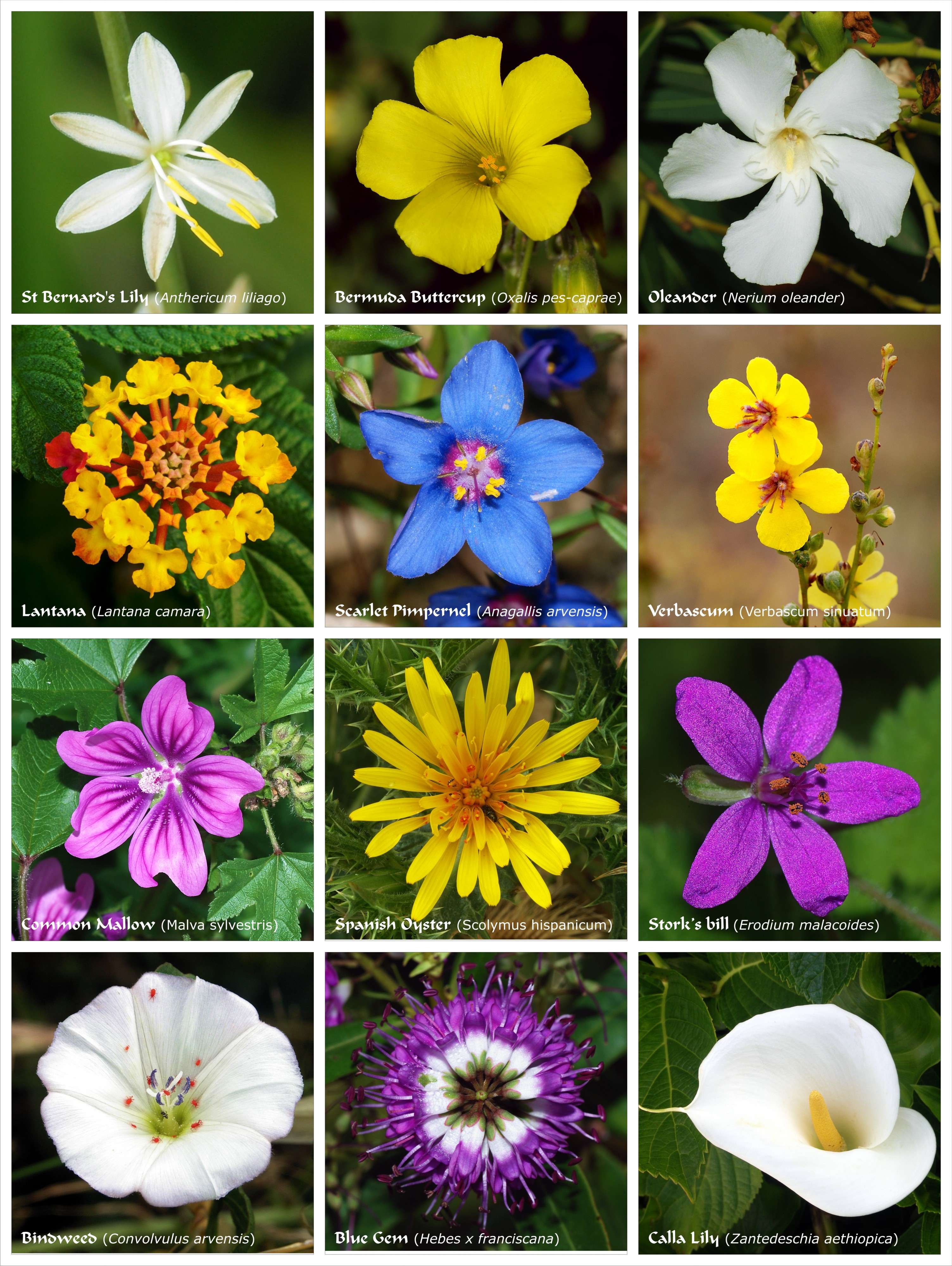 Flower poster 2