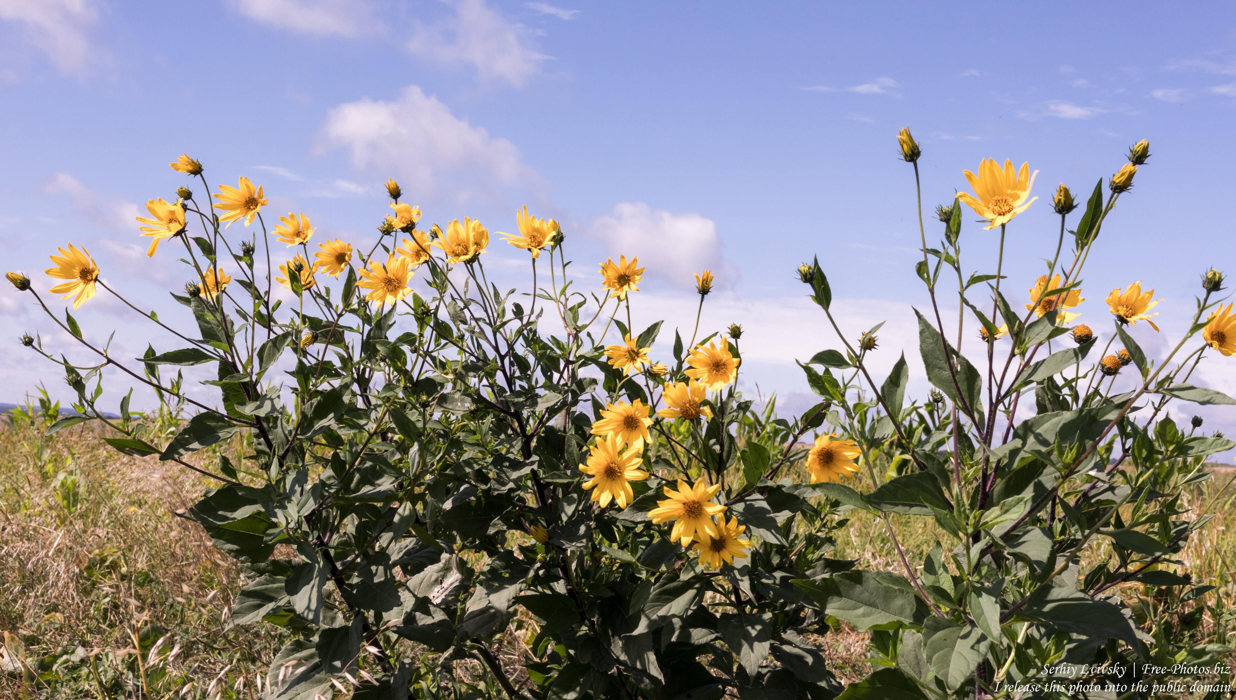 yellow flowers in a field in Rivne region of Ukraine in August 2019