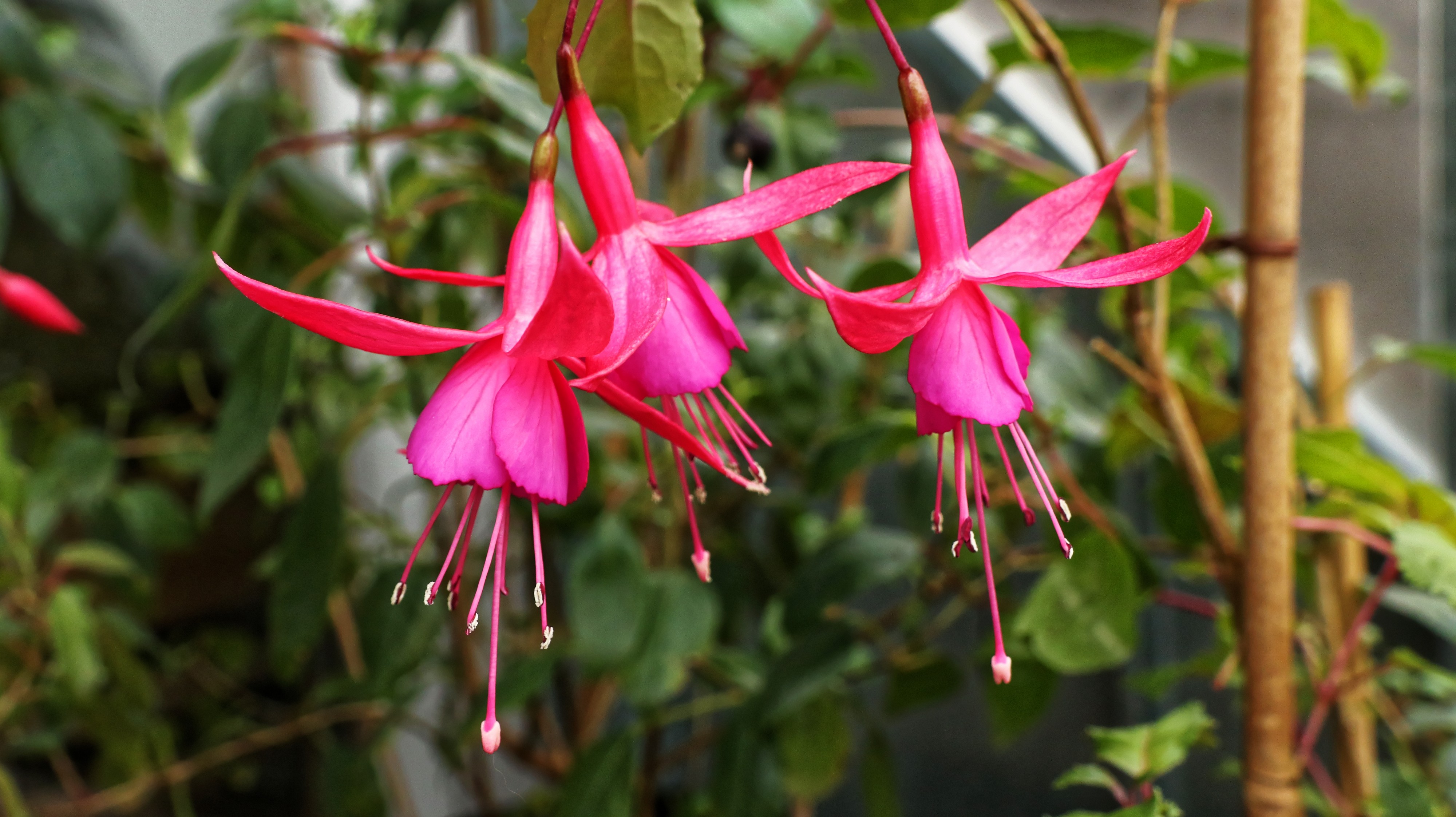 Fuchsia hybr. Beacon