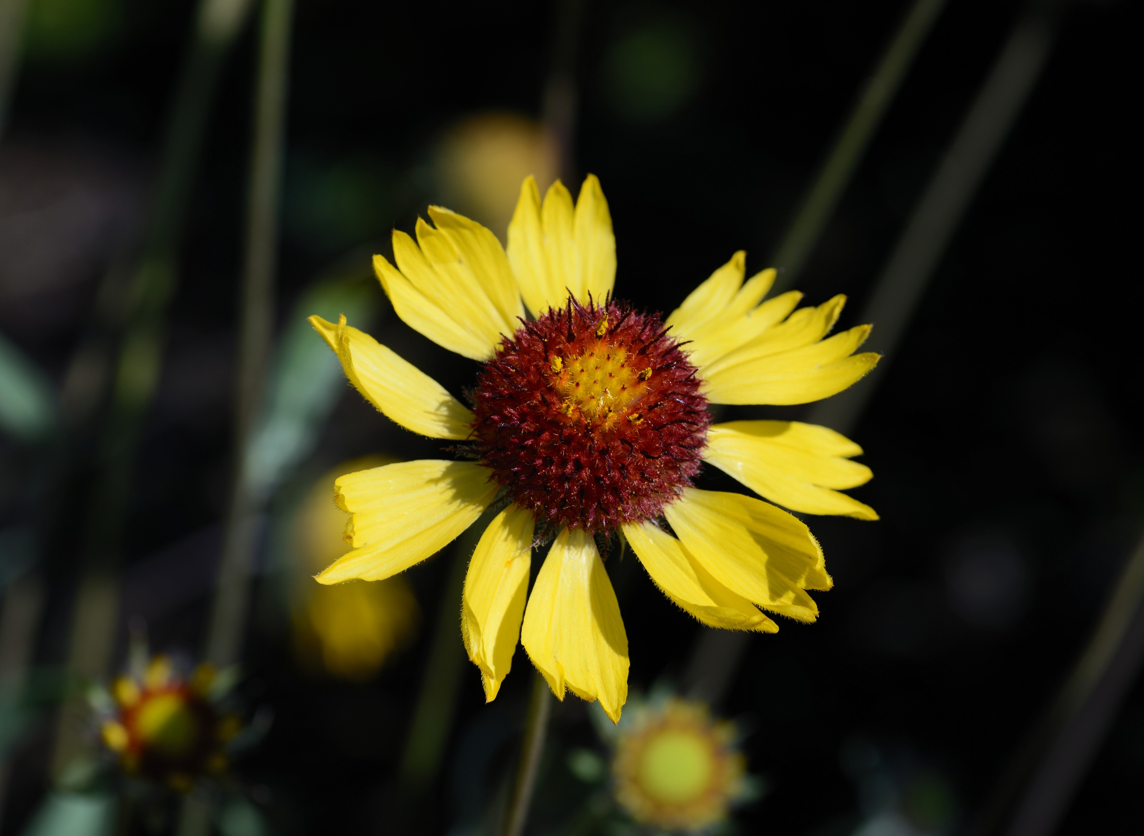 Gaillardia July 2013-1