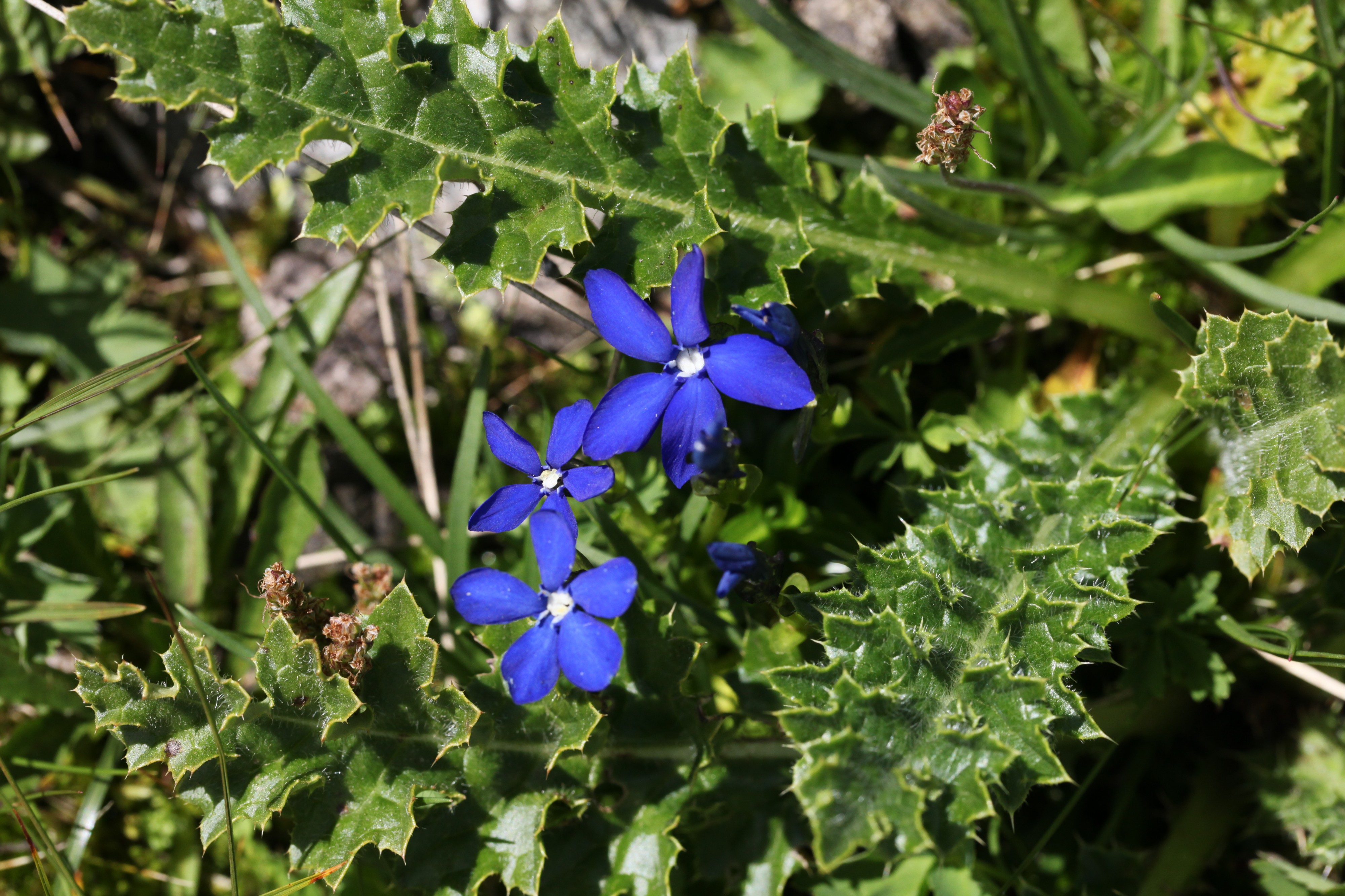 Gentiana bavarica, Areches - img 44689