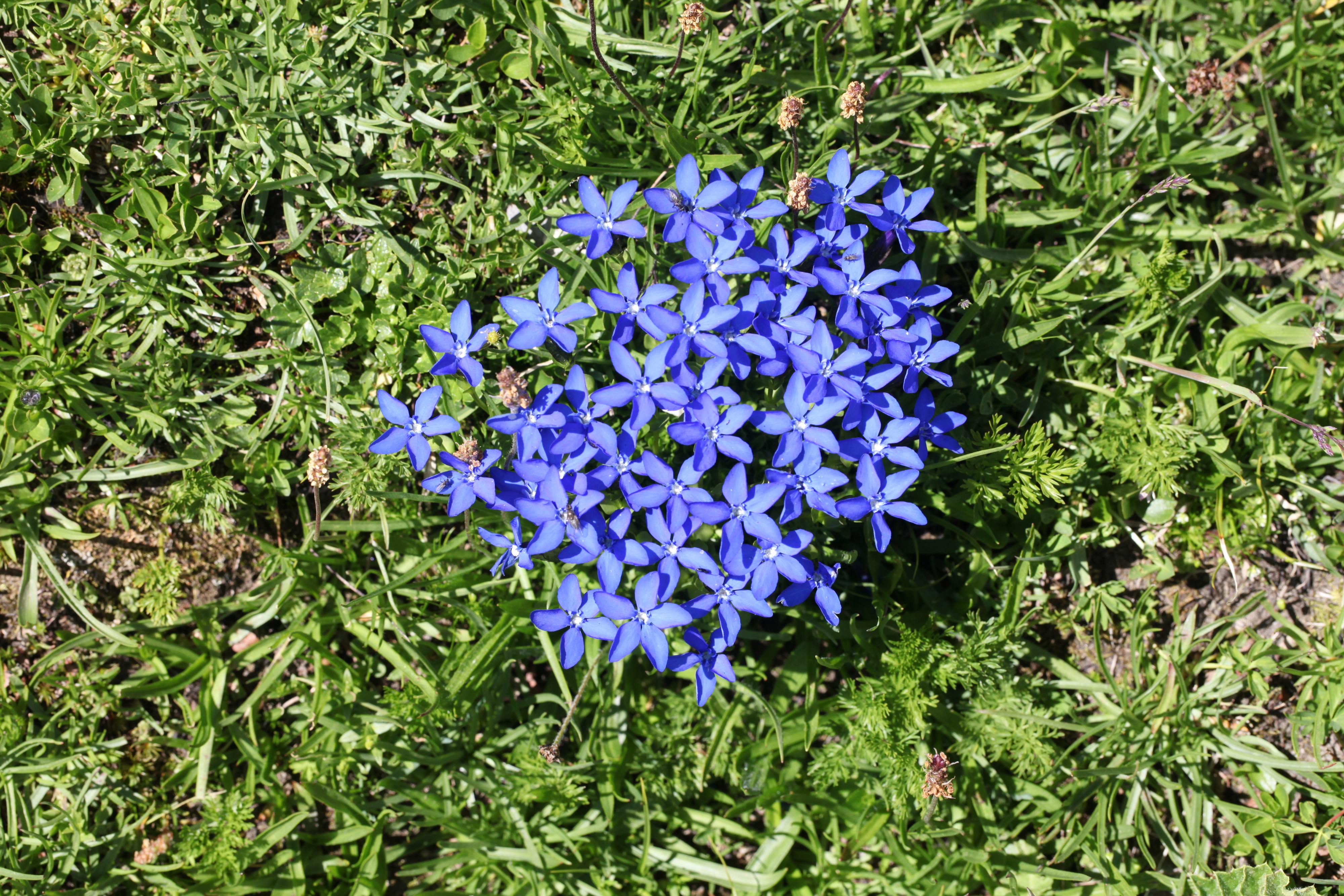 Gentiana bavarica, refuge de Presset - img 44790