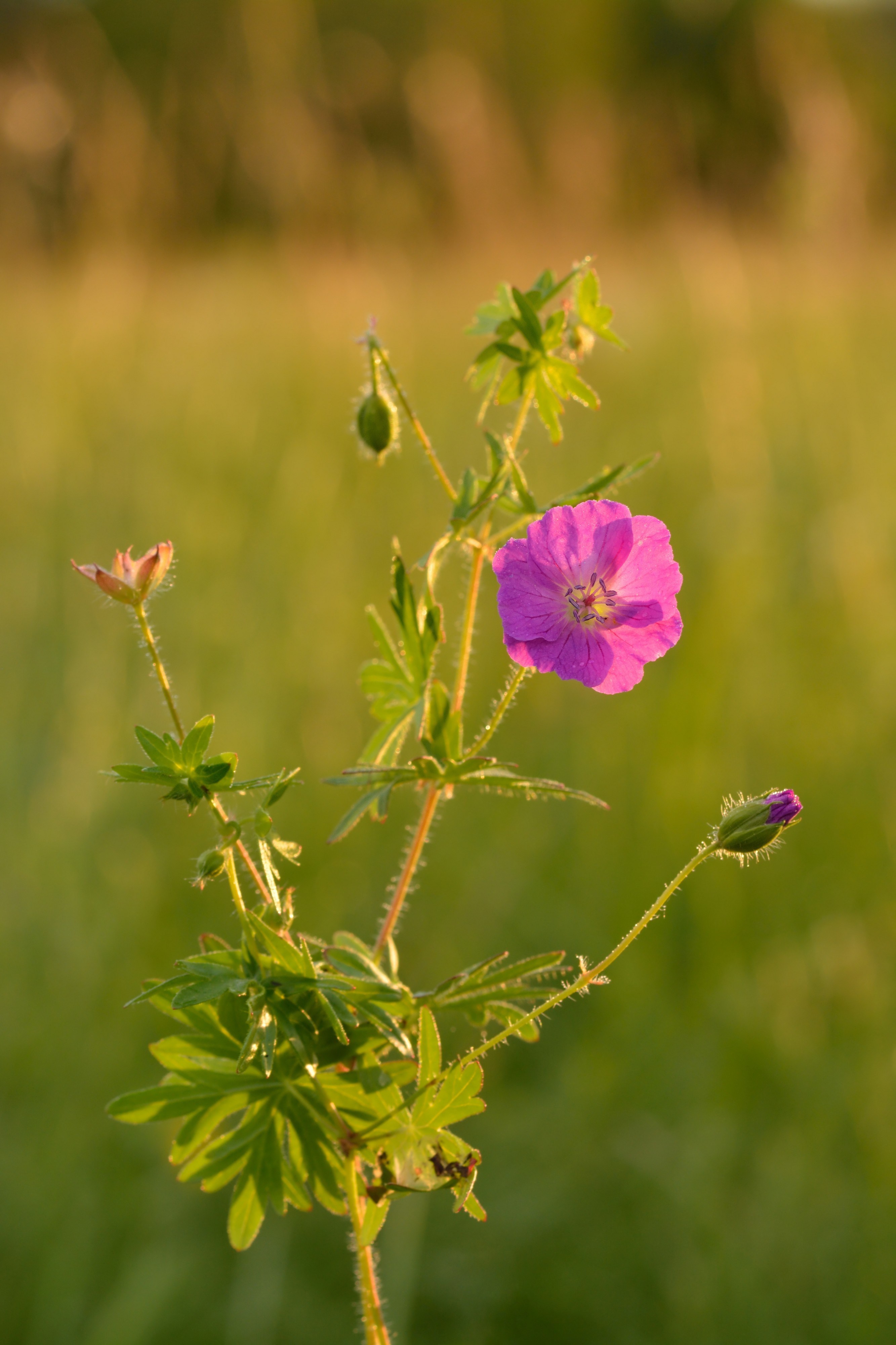 Geranium sanguineum - verev kurereha
