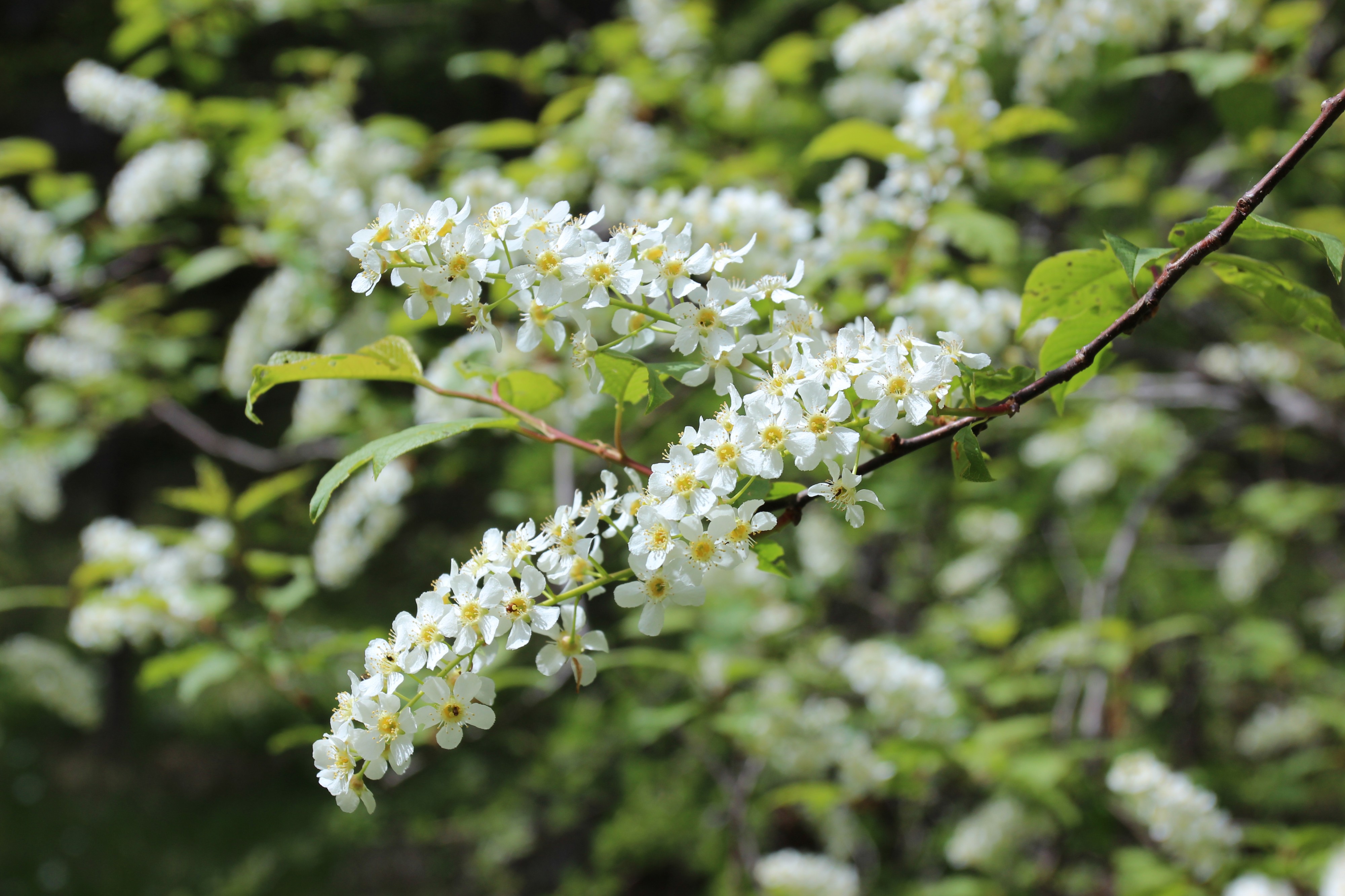 Gewöhnliche Traubenkirsche - Prunus padus 2