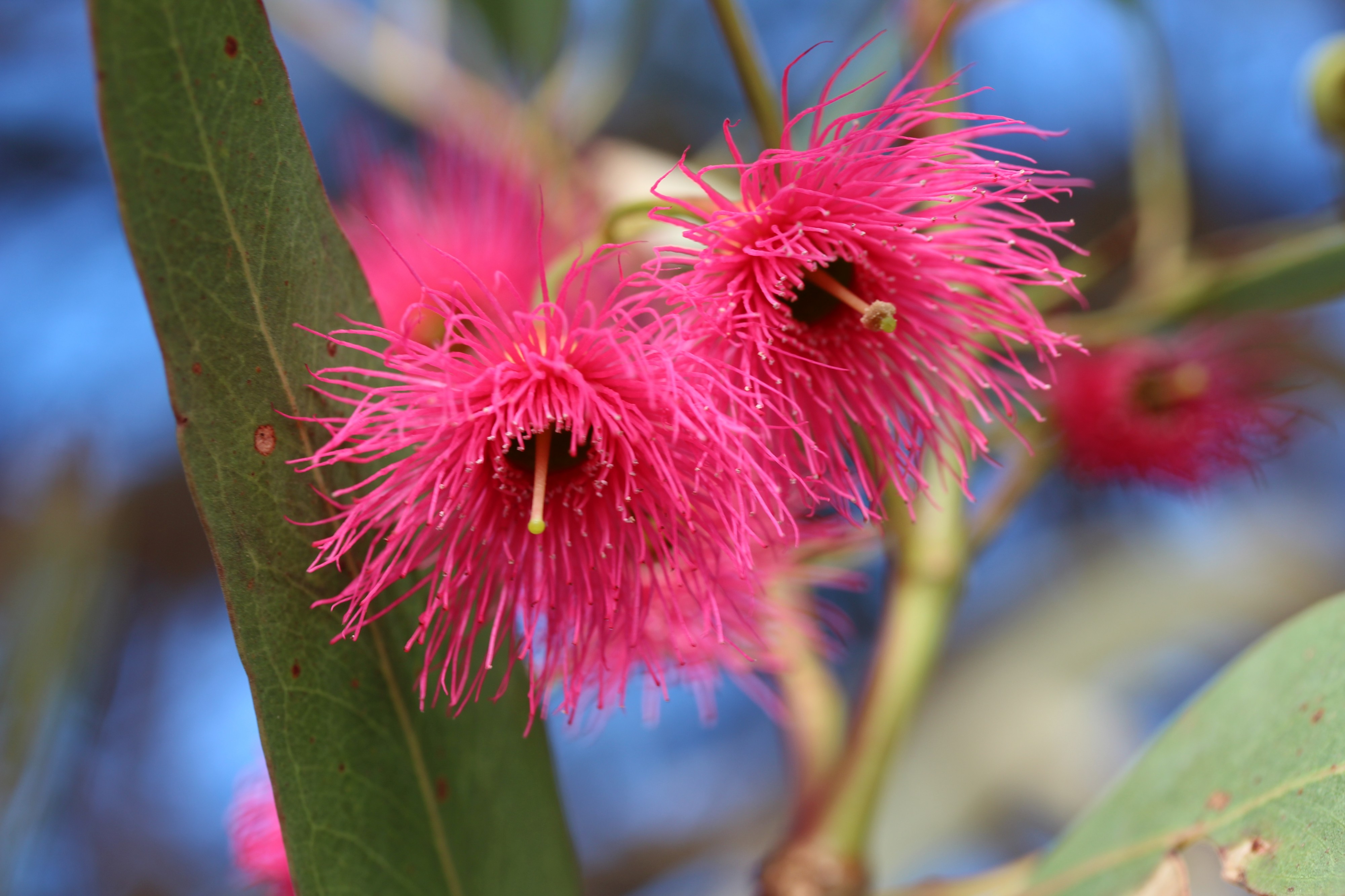 Gum Blossoms