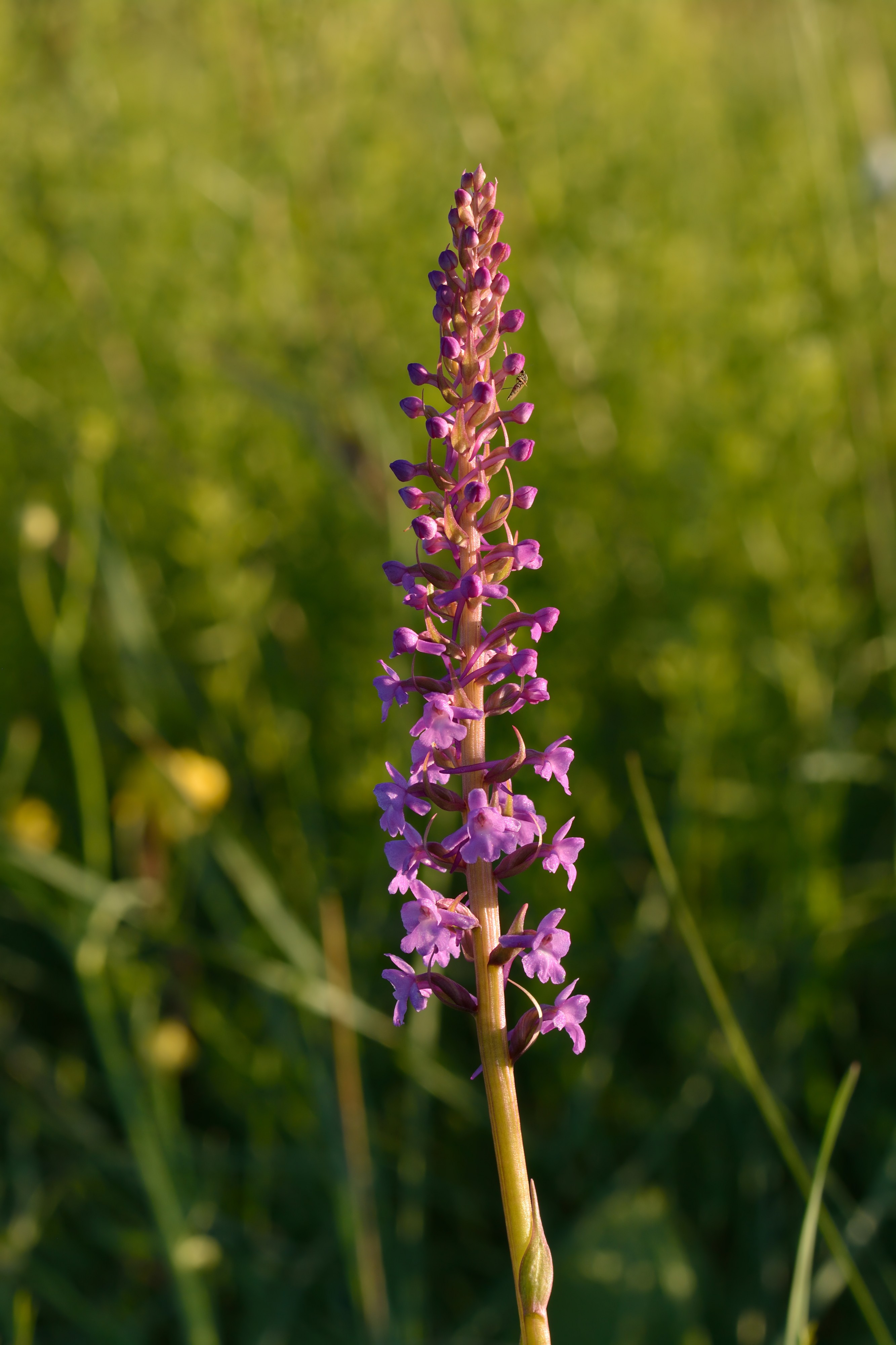Gymnadenia conopsea - harilik käoraamat