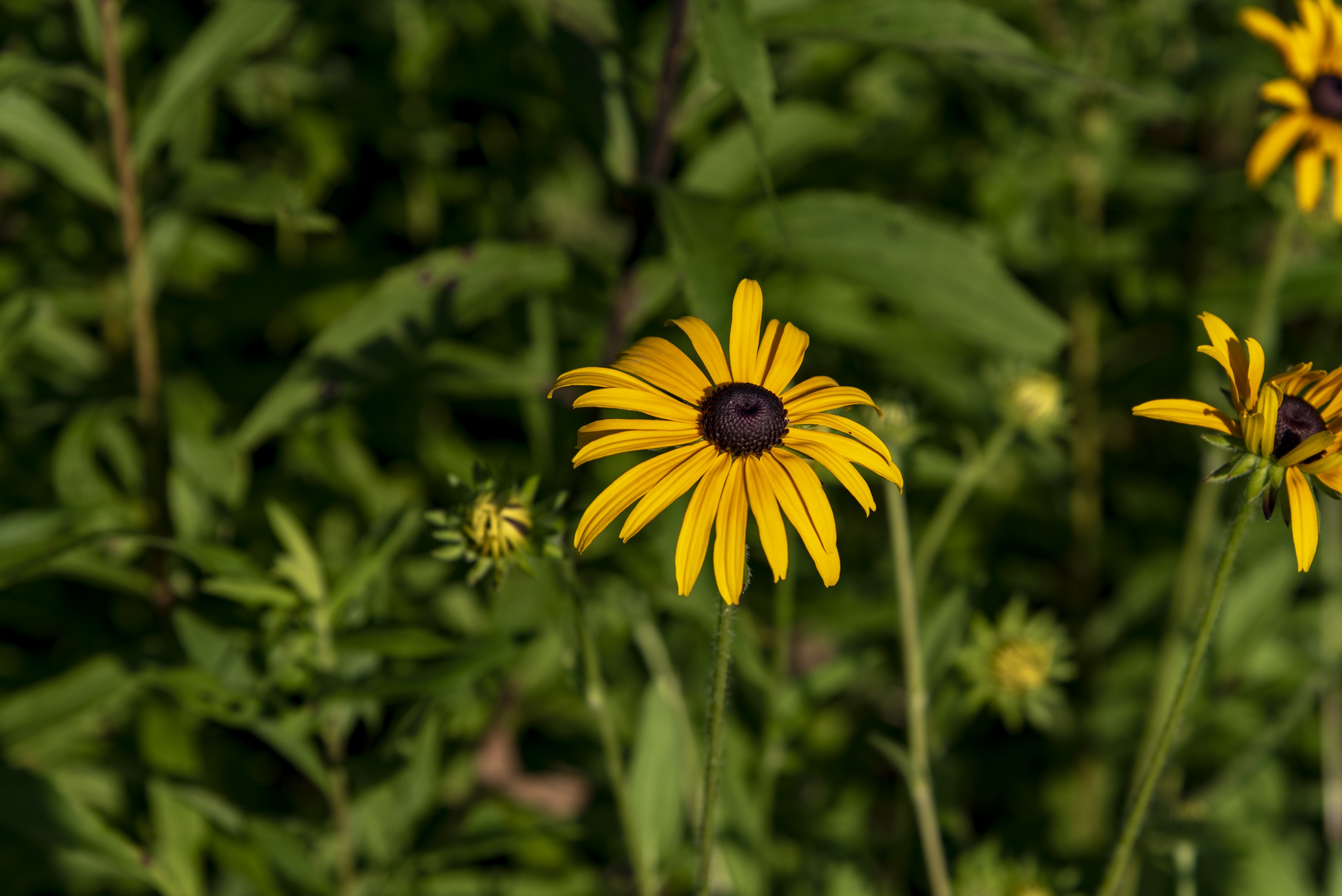 Helianthus angustifolius in Gahanna Ohio 1