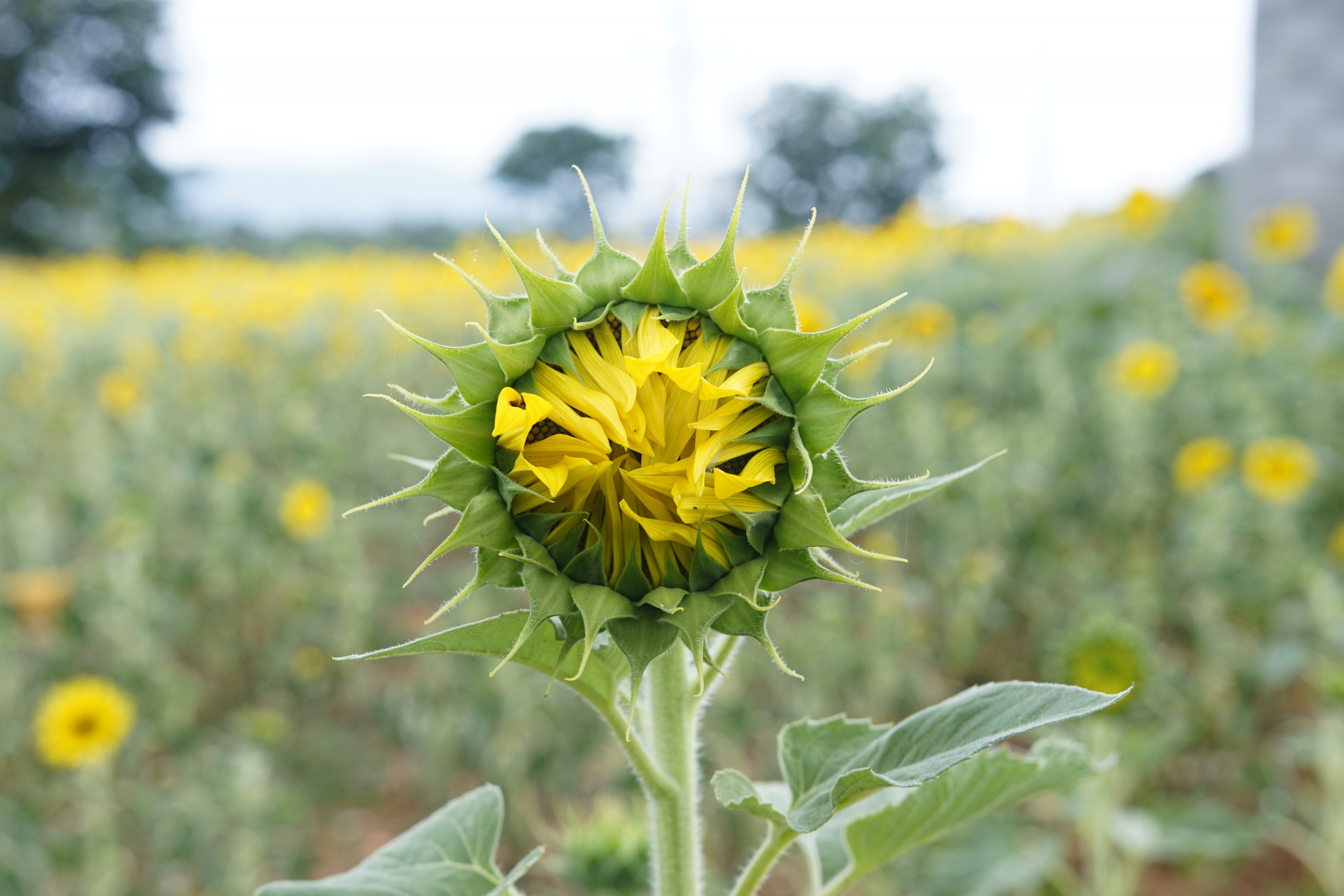 Helianthus annuus 9927