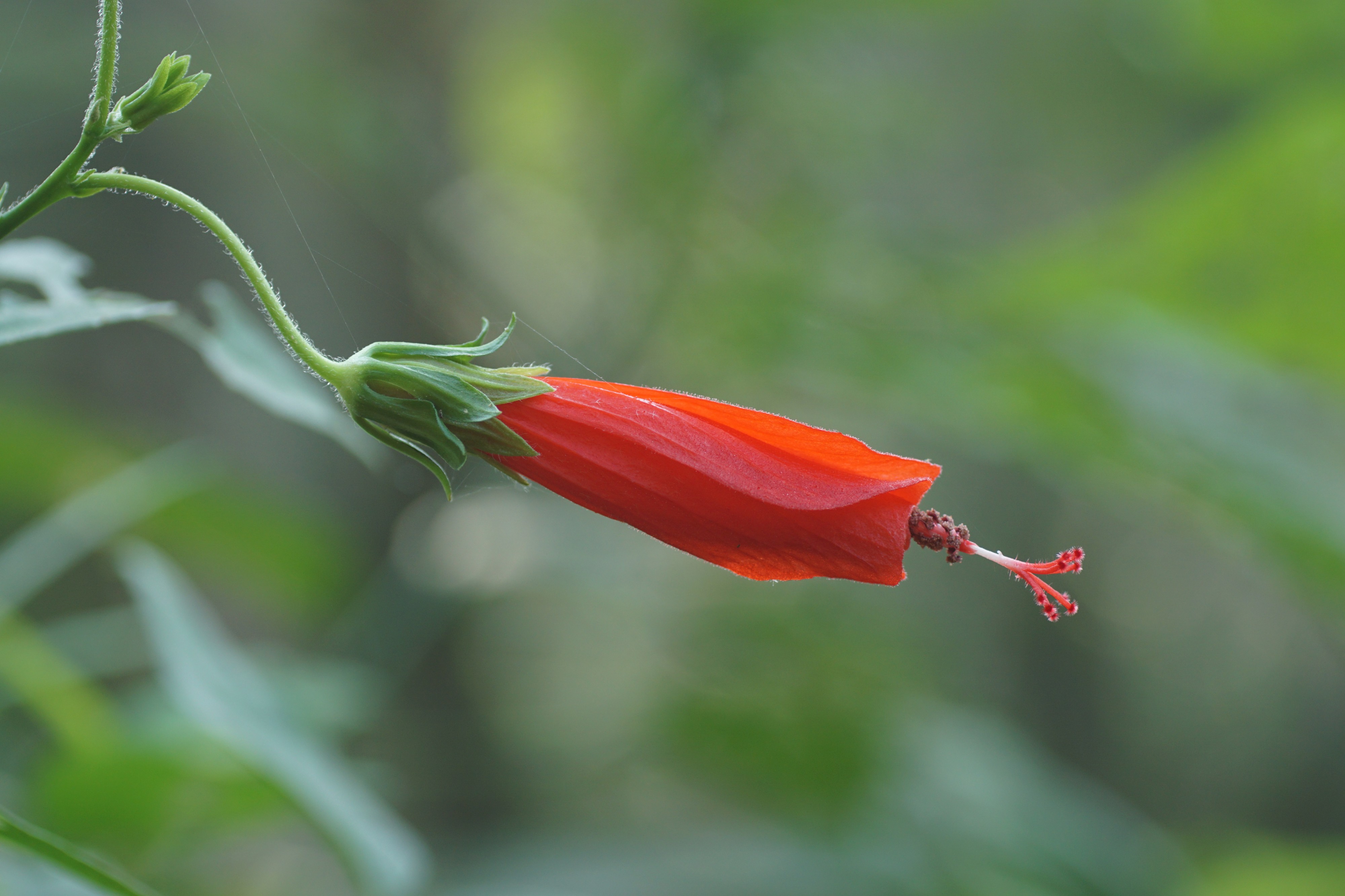 Hibiscus Flower 09062