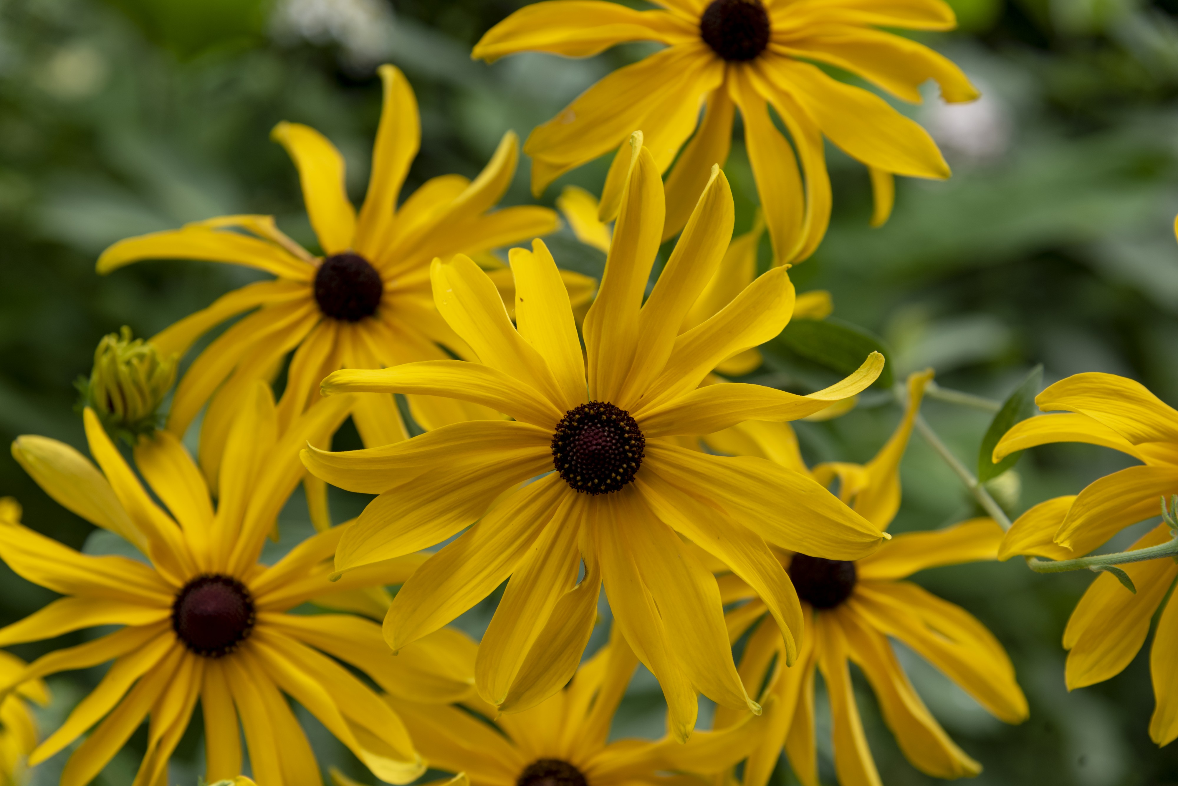 Highbanks - Rudbeckia subtomentosa 1