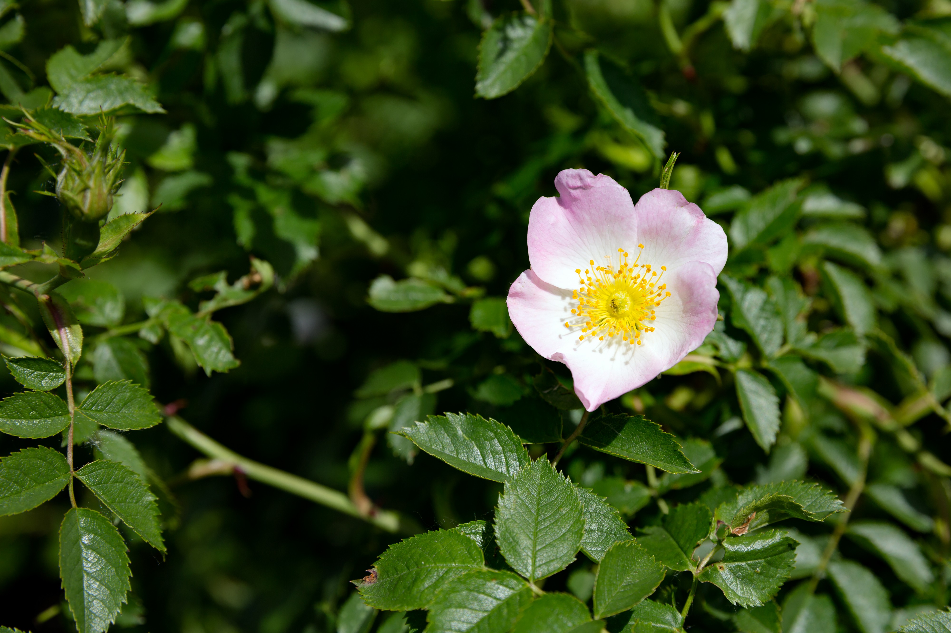 Hunds-Rose Rosa canina Nationalpark Donau-Auen Lobau Mai 2016 02