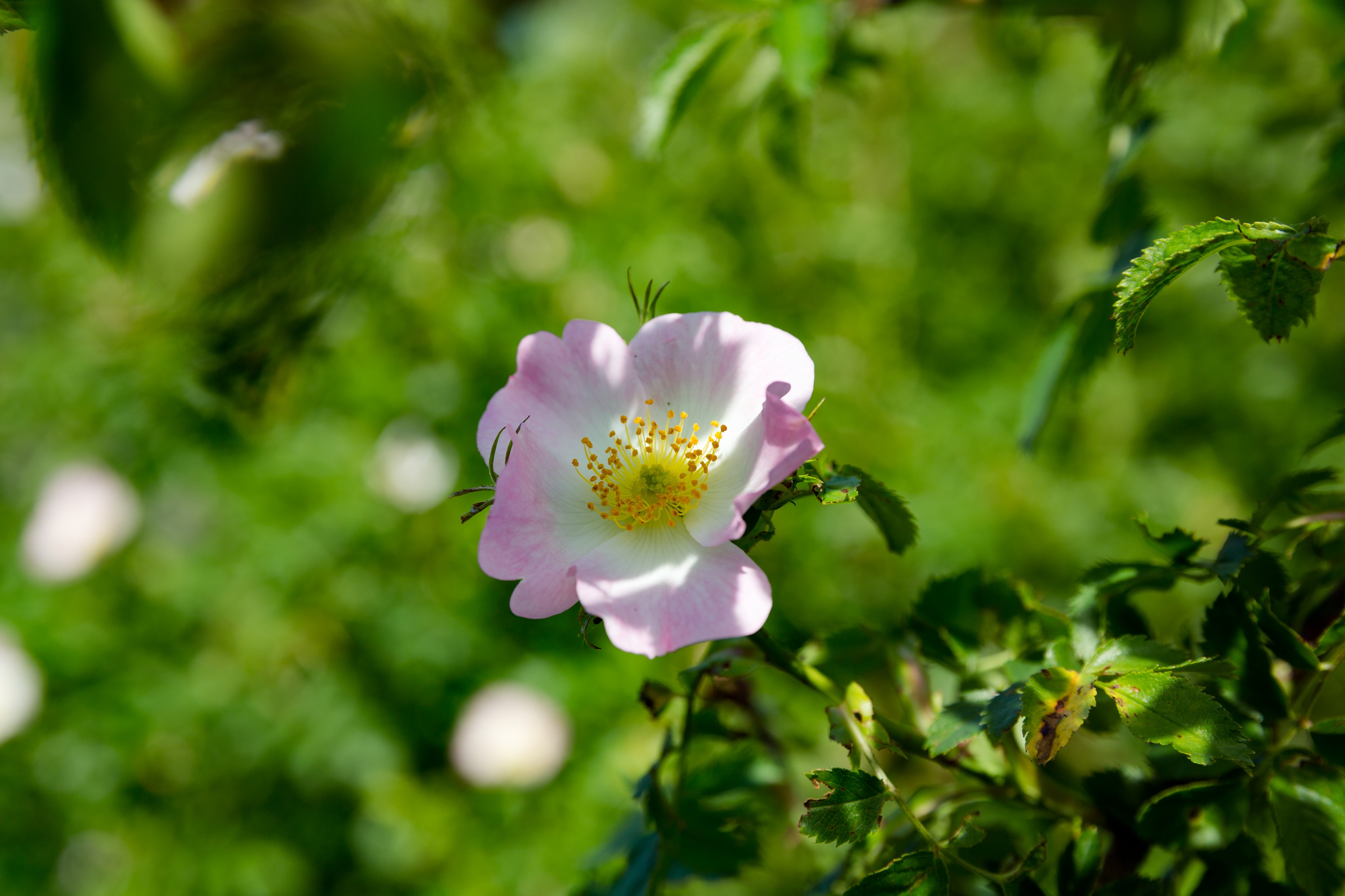 Hunds-Rose Rosa canina Nationalpark Donau-Auen Lobau Mai 2016 03