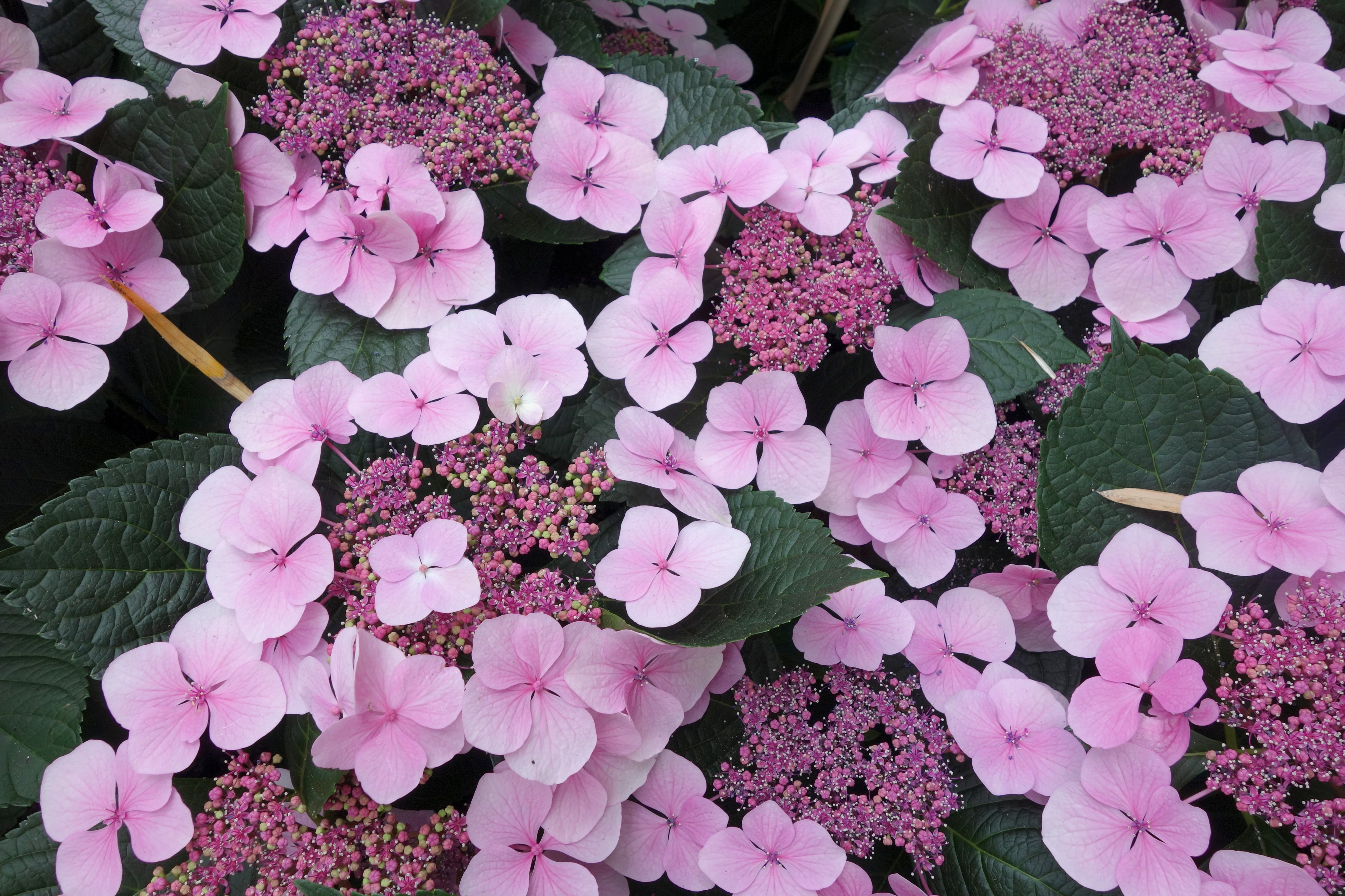 Hydrangea - Longwood Gardens - DSC01070