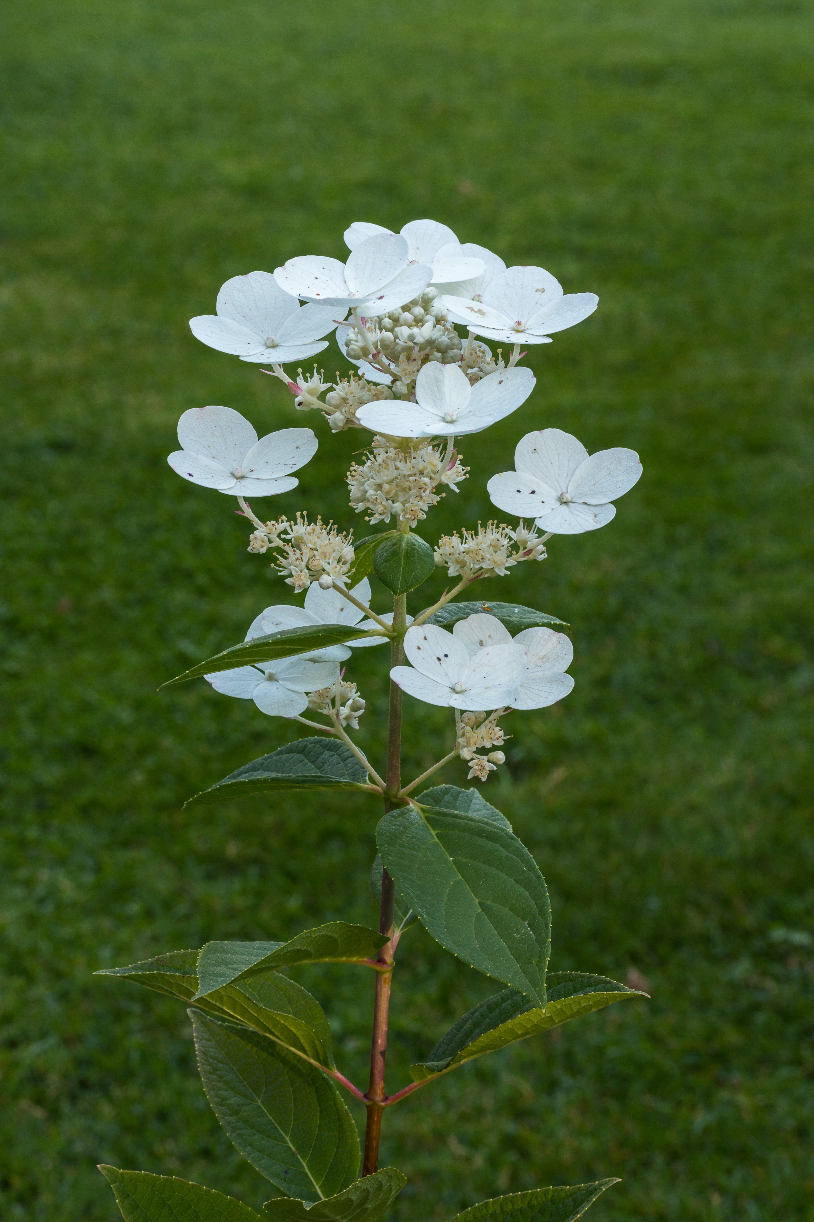 Hydrangea paniculata. Pluimhortensia. (d.j.b.) 02