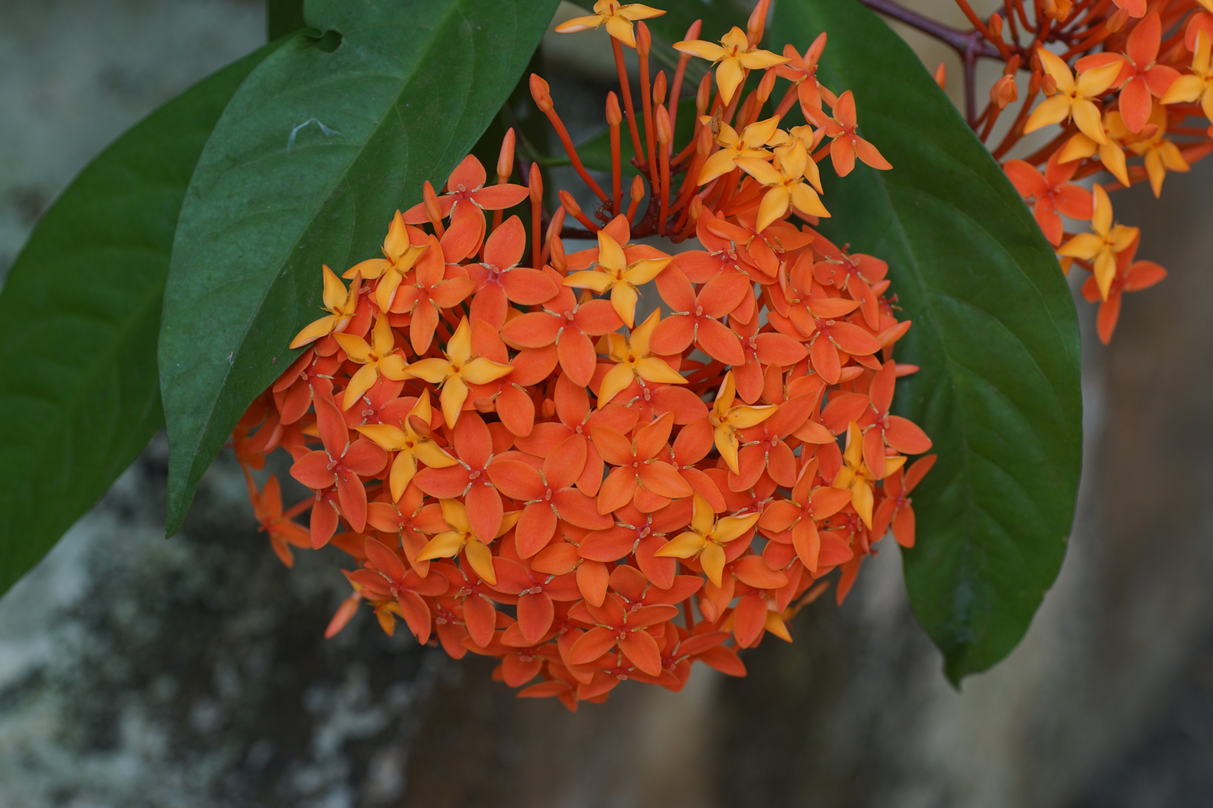 Ixora red 00996
