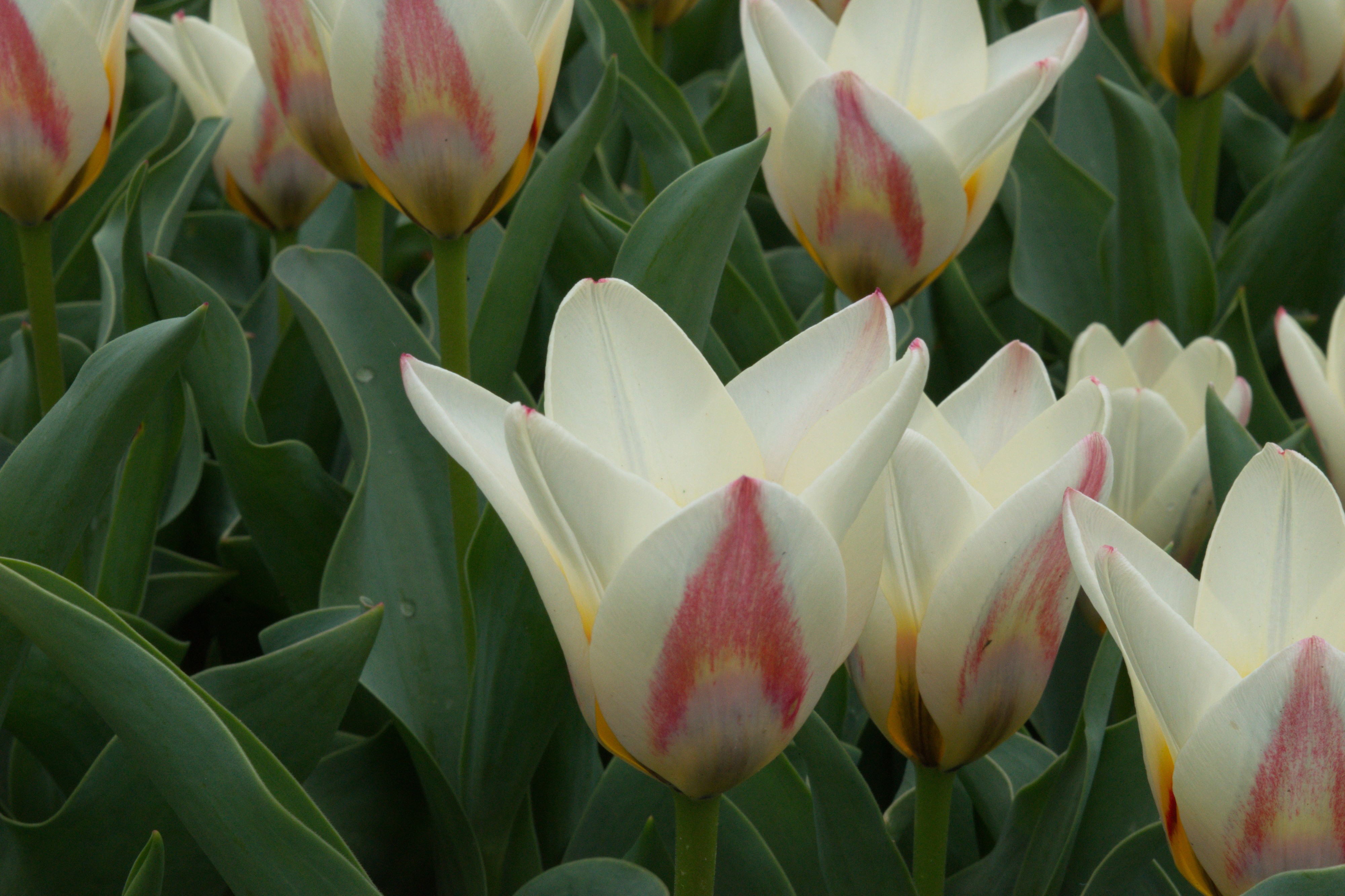 Keukenhof 2018 DSC 0013