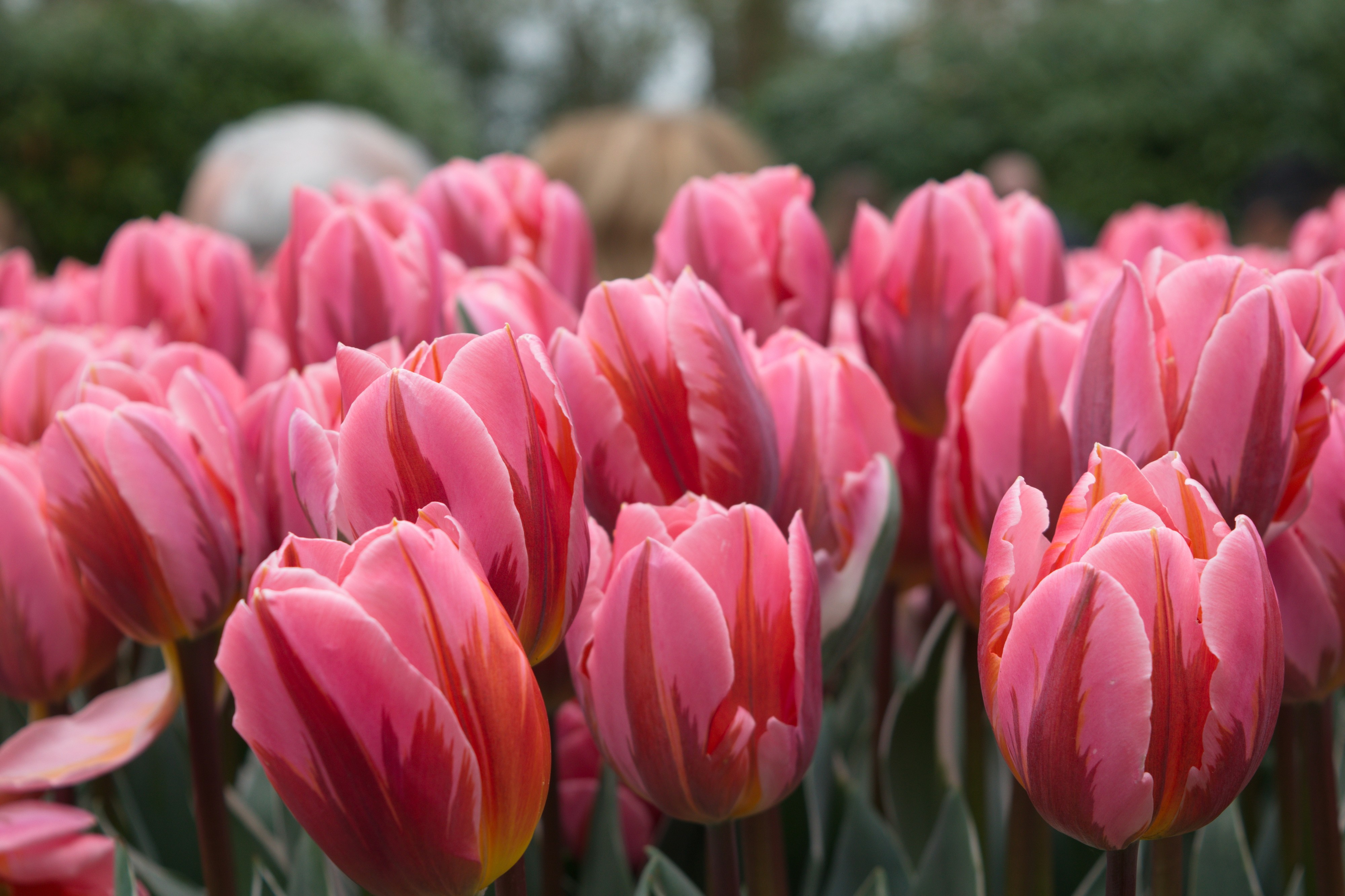 Keukenhof 2018 DSC 0059