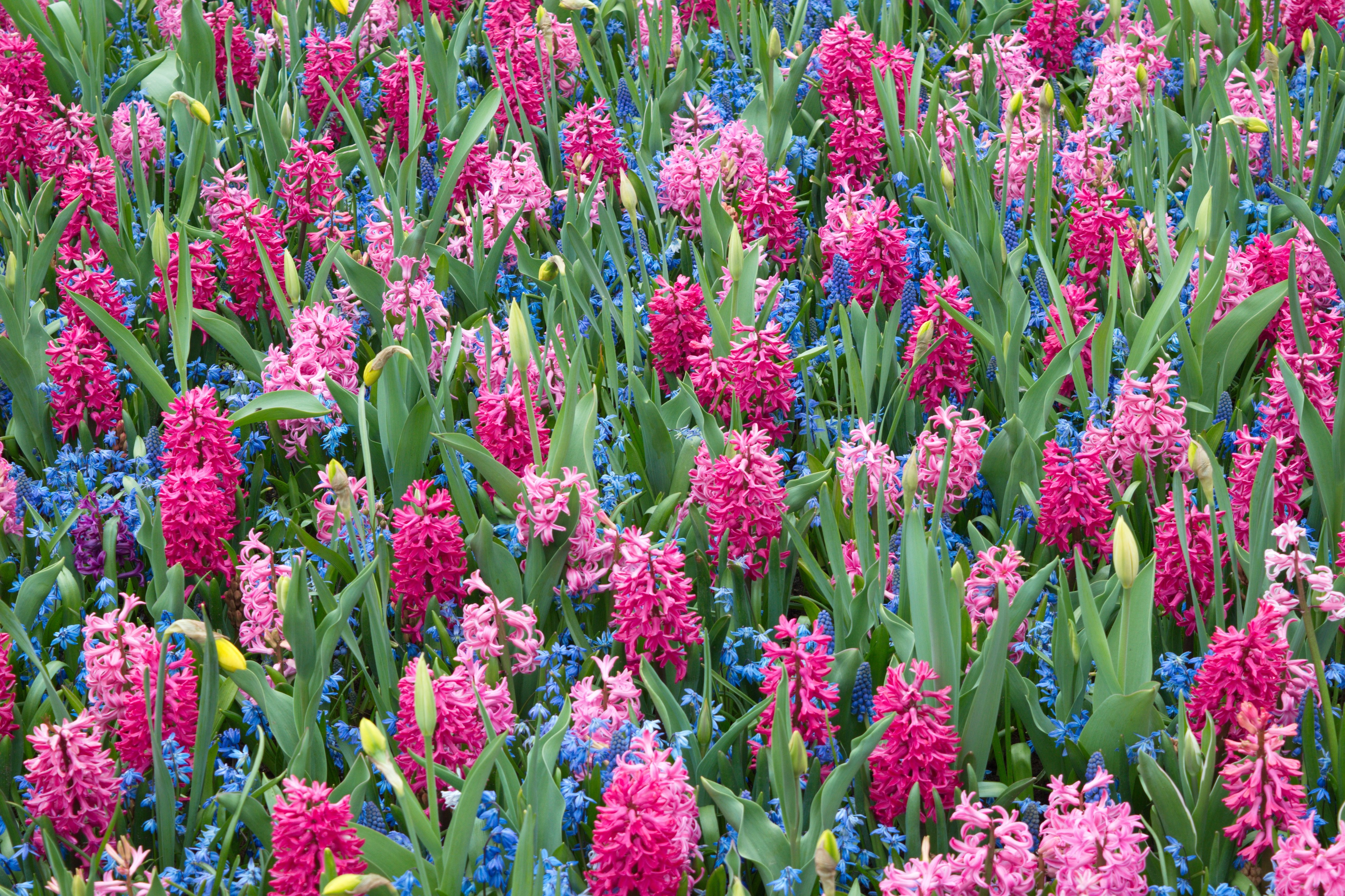 Keukenhof 2018 DSC 0165