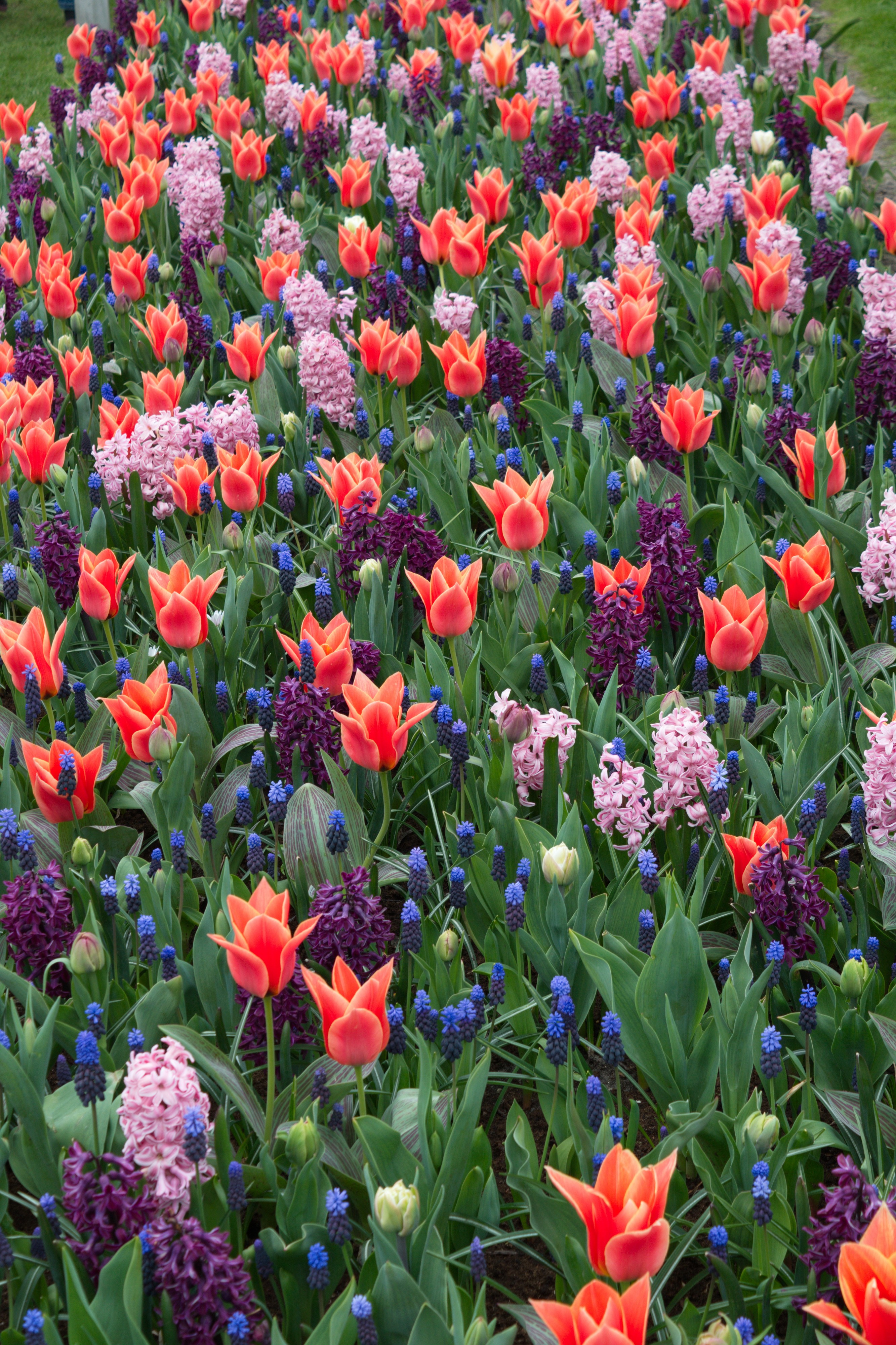 Keukenhof 2018 DSC 0175