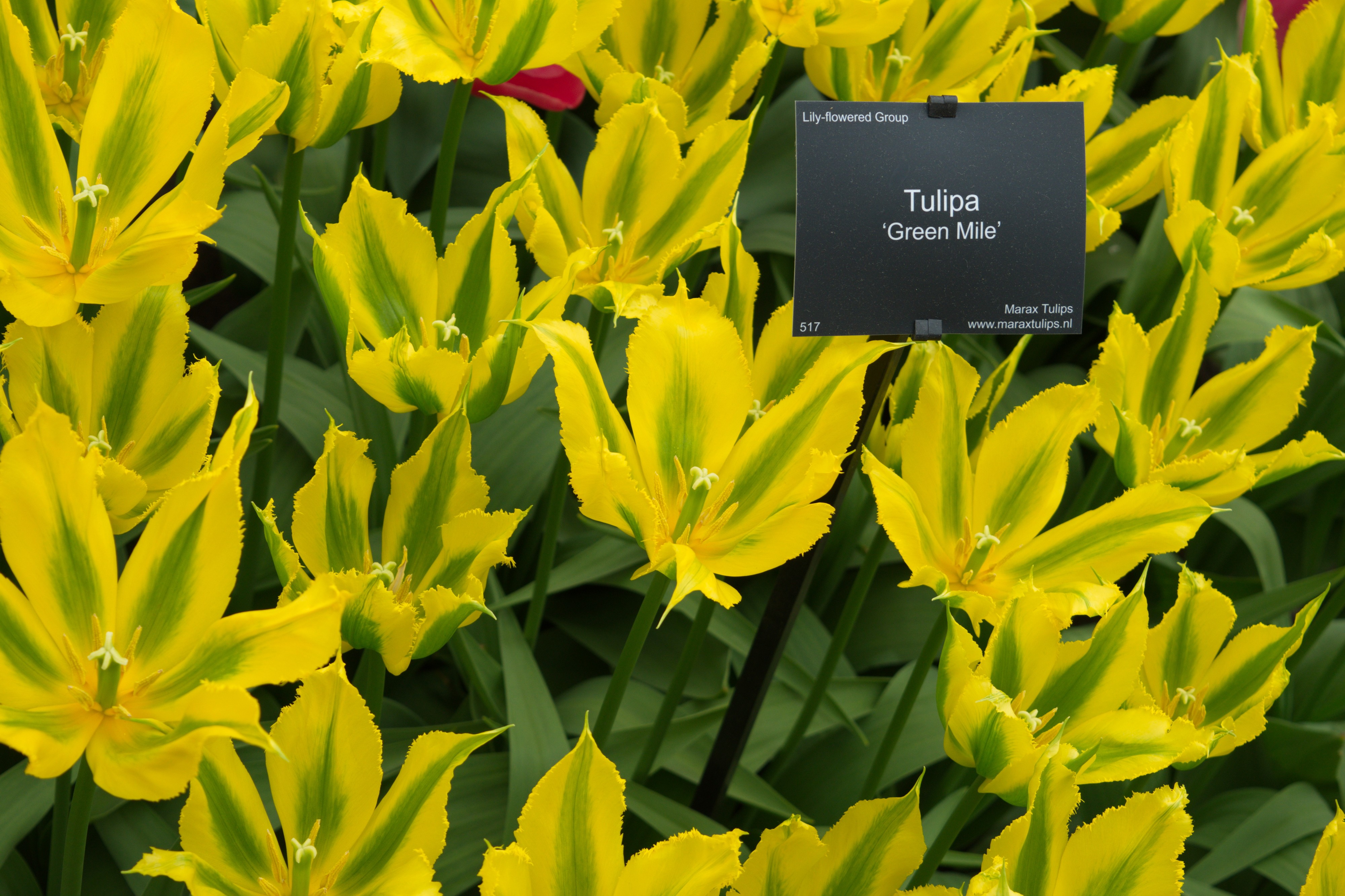 Keukenhof 2018 DSC 0475