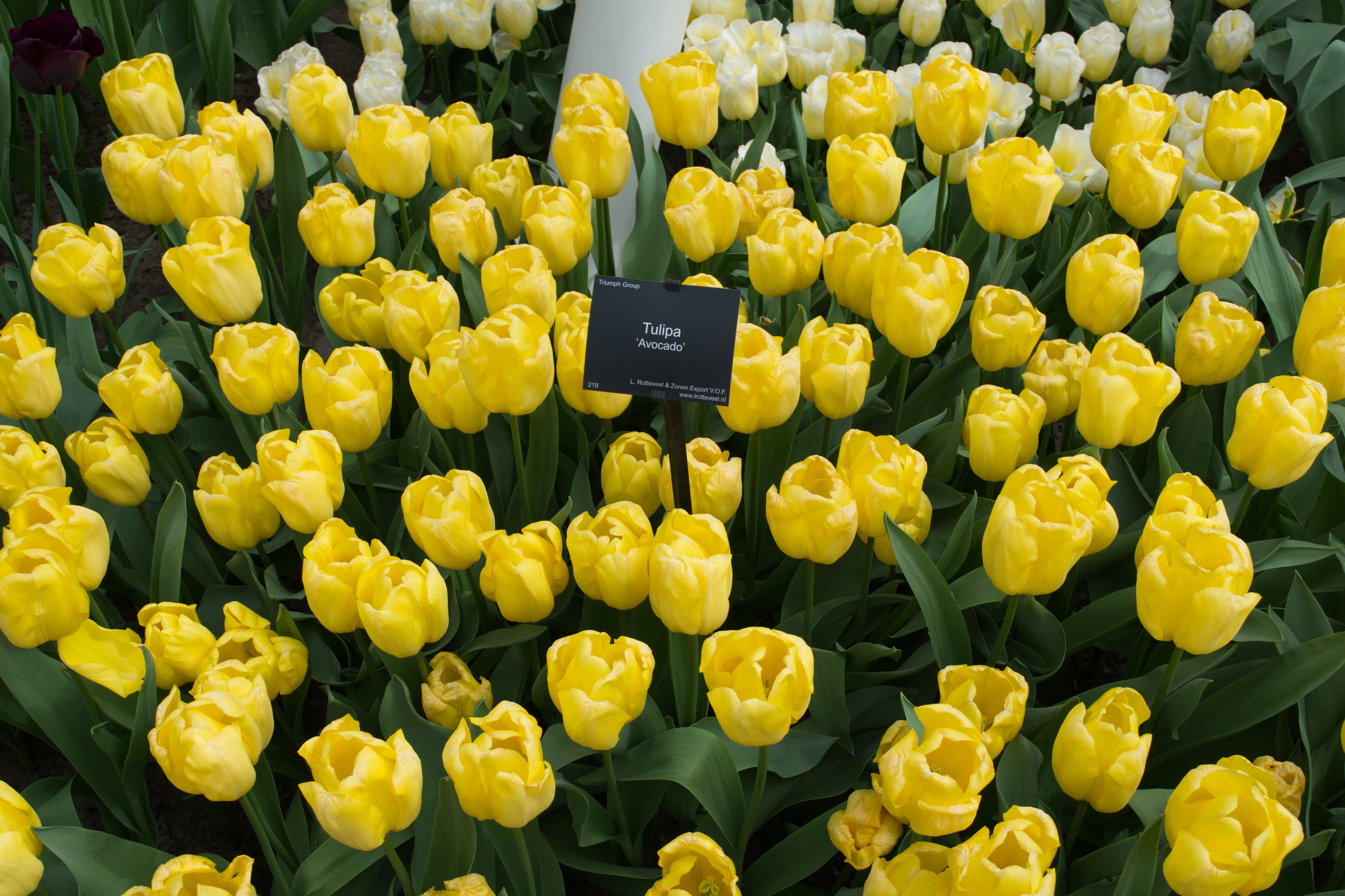 Keukenhof 2018 DSC 0508