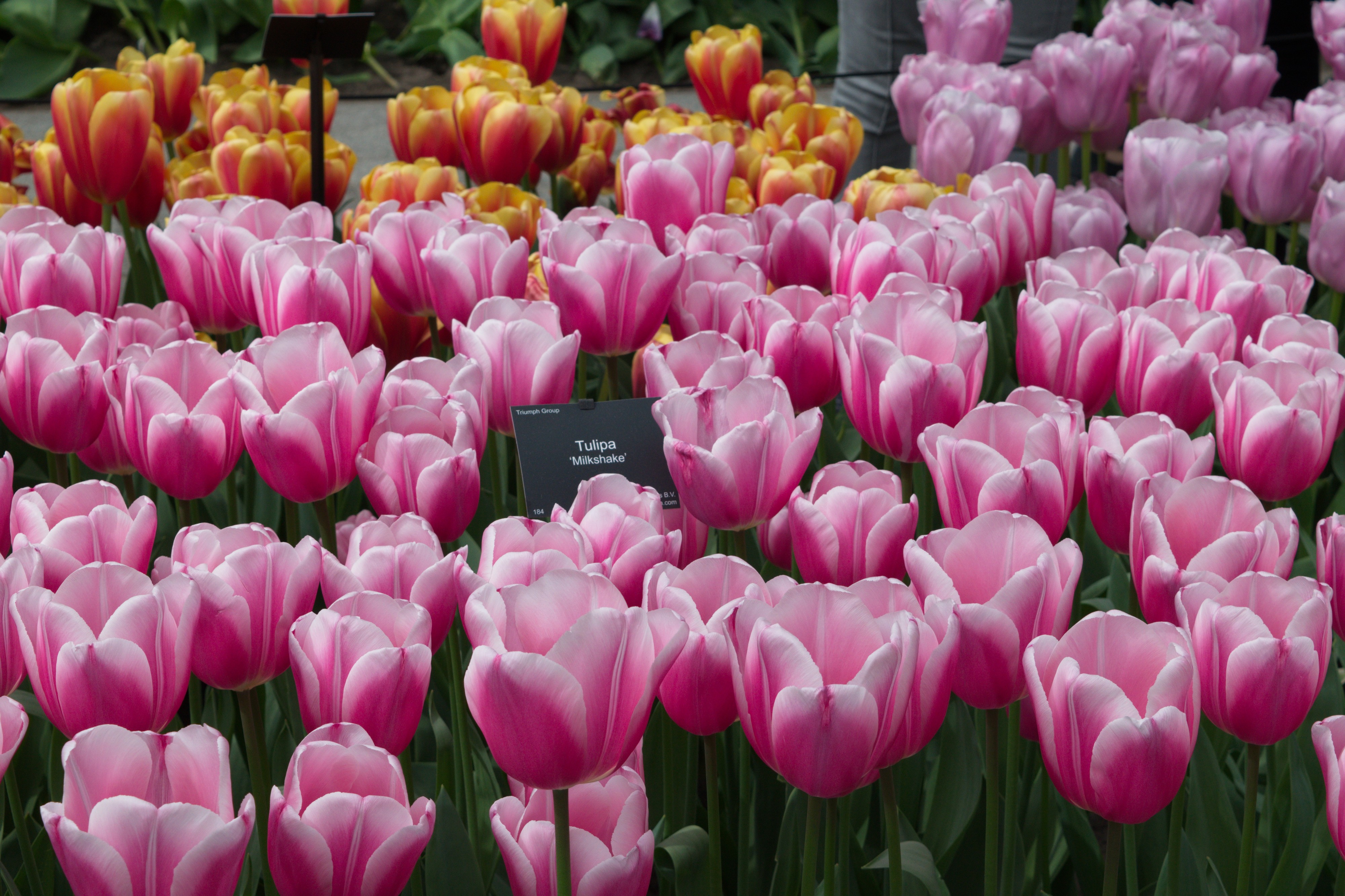 Keukenhof 2018 DSC 0509