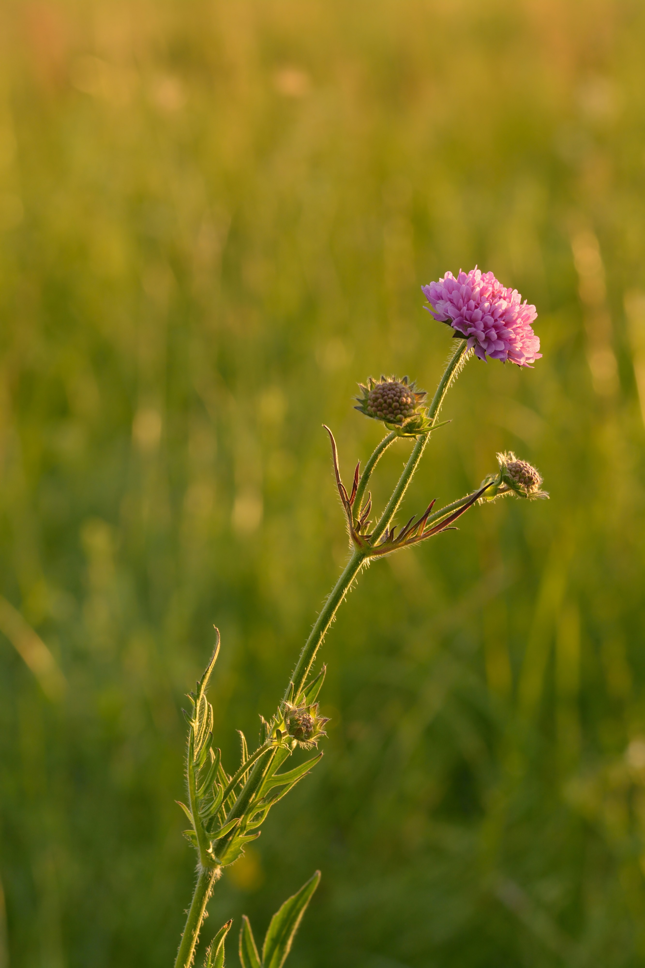 Knautia arvensis - harilik äiatar
