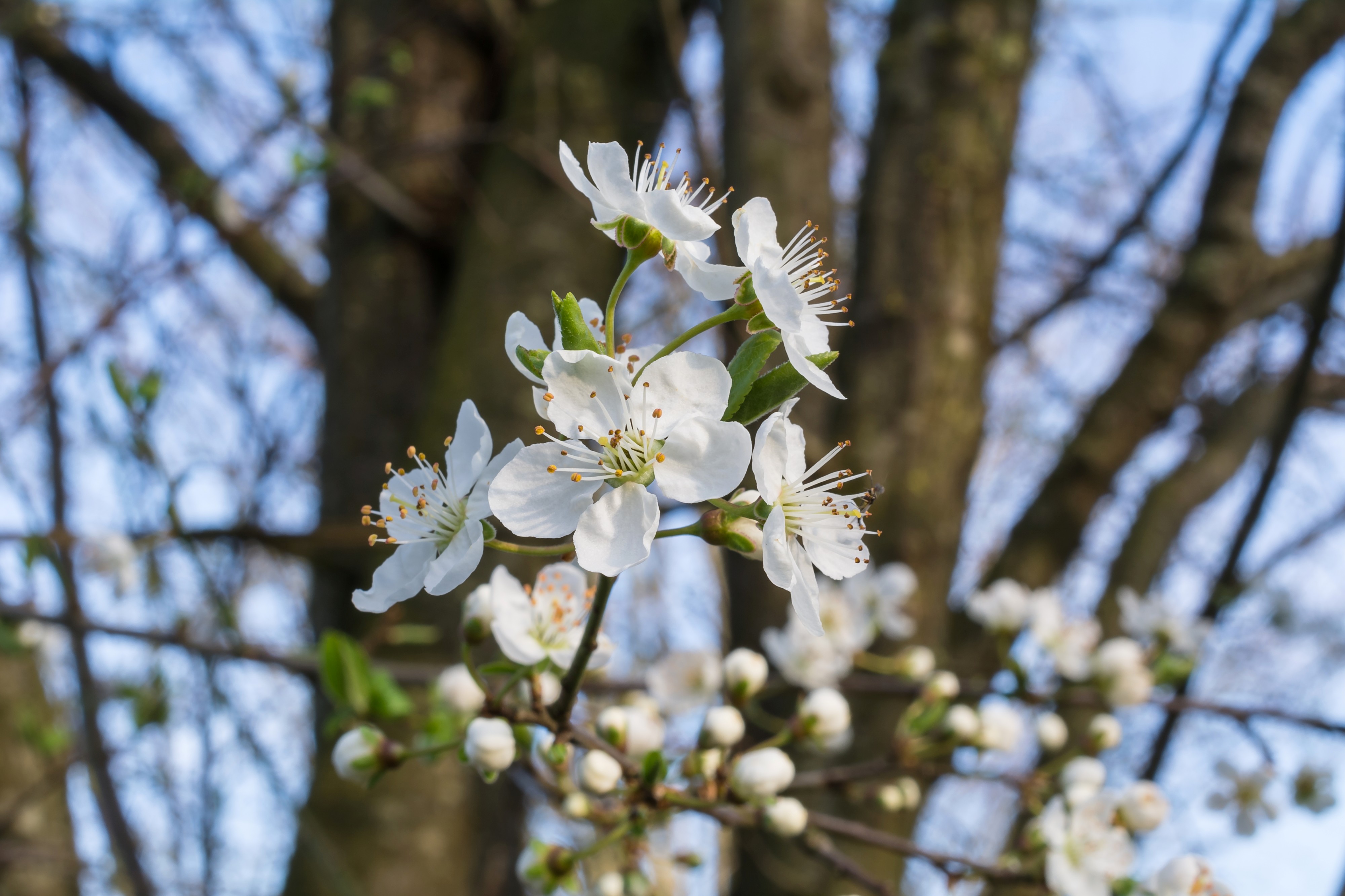 Krieche Prunus domestica subsp insititia inflorescence 5