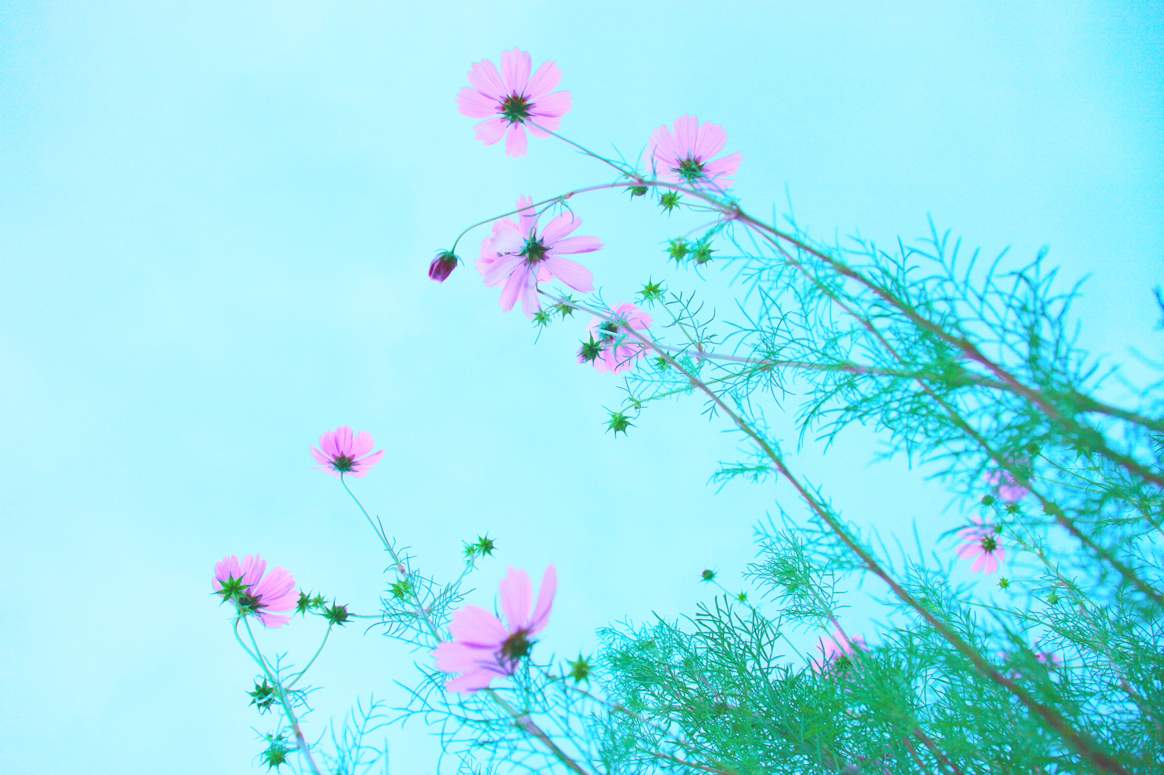 Light, Love, Happiness (5063142049)