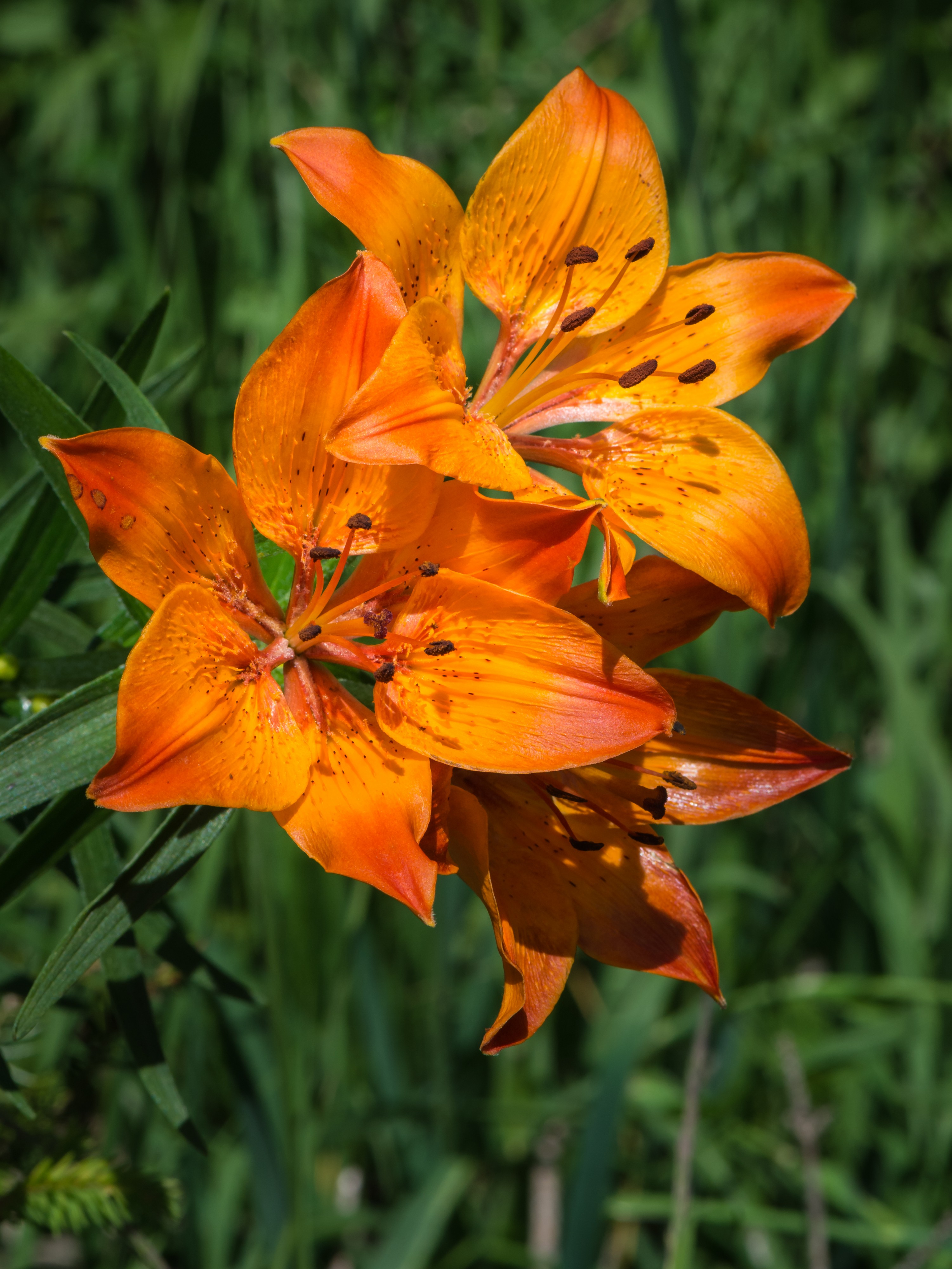 Lilium bulbiferum var. bulbiferum 03