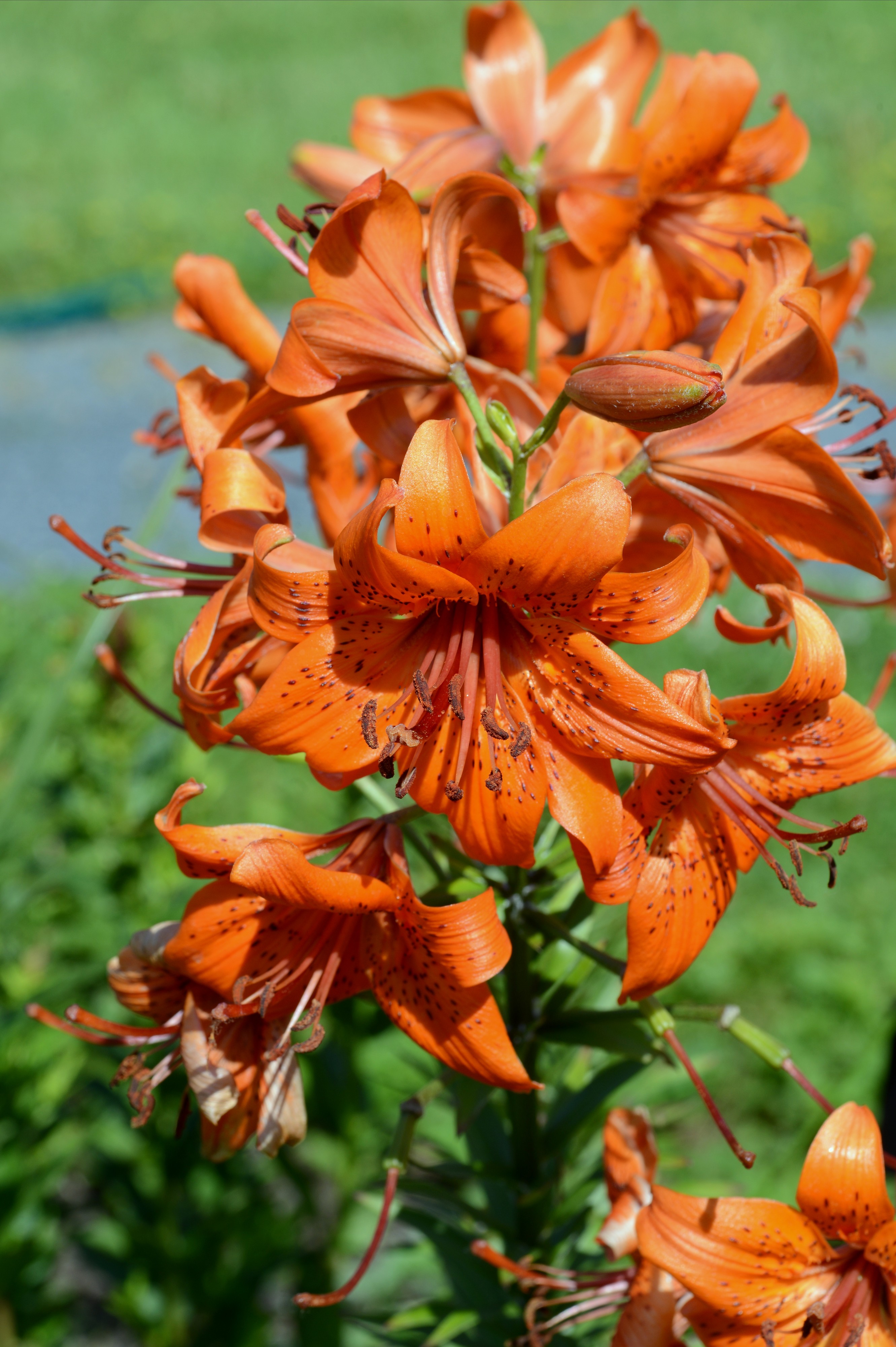 Lilium July 2013-1