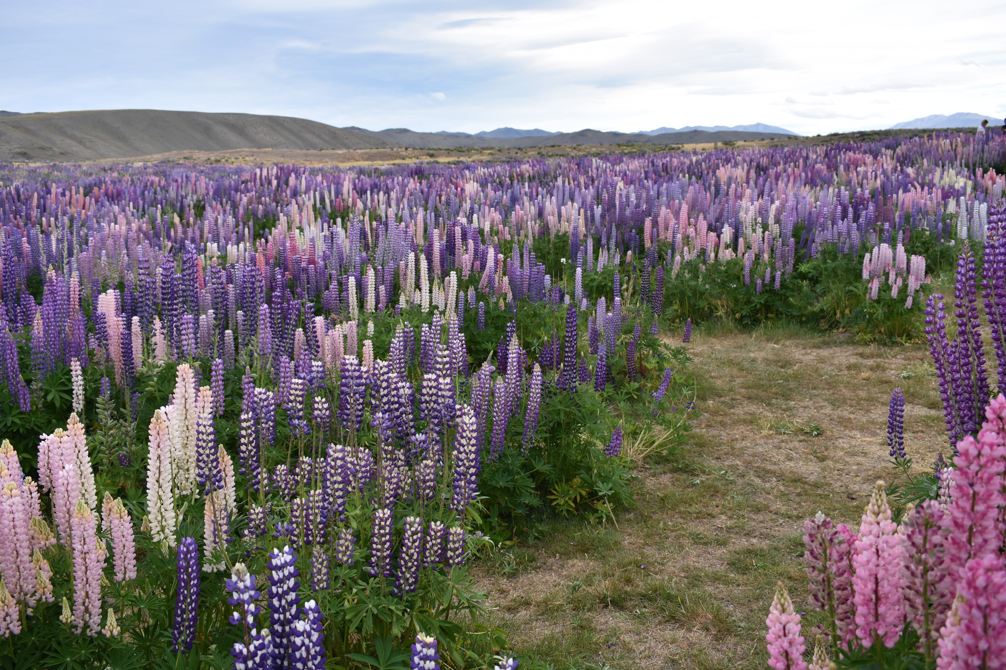 Lupins near lake tekapo region