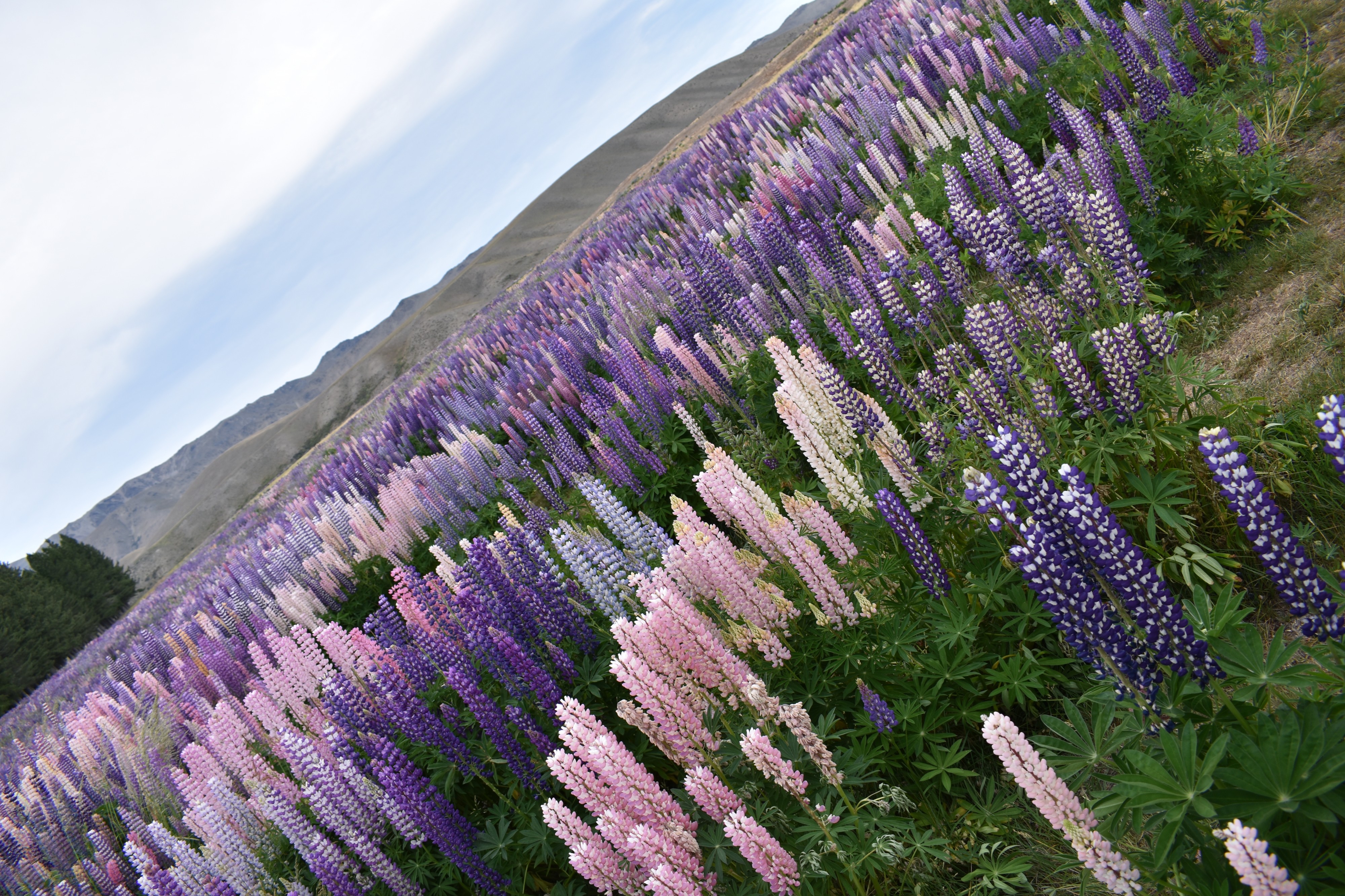 Lupins near lake tekapo region 2