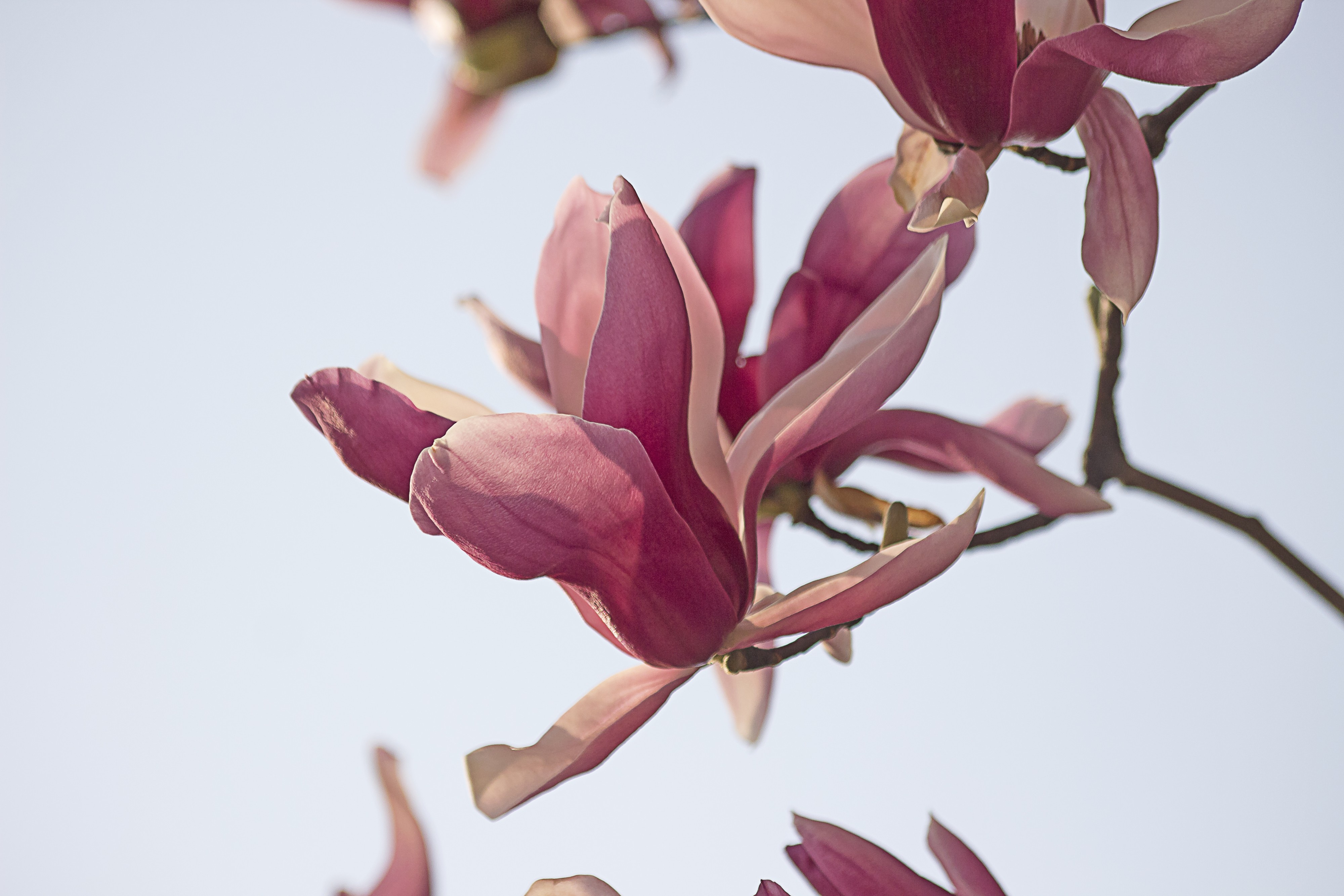 Magnolia55
