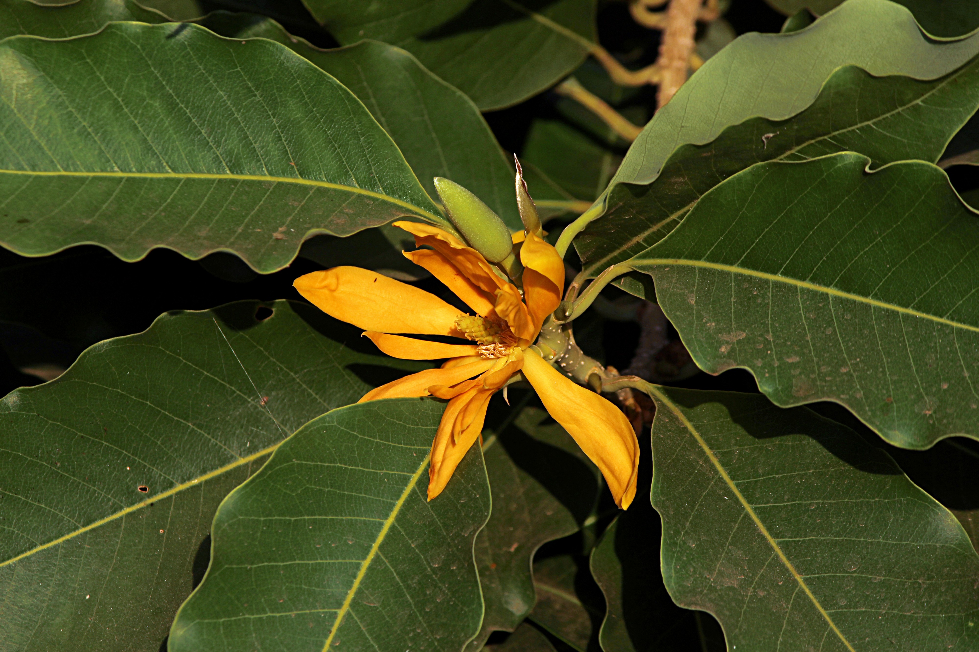 Magnolia champaca flowers from Villupuram dt IMG 3897
