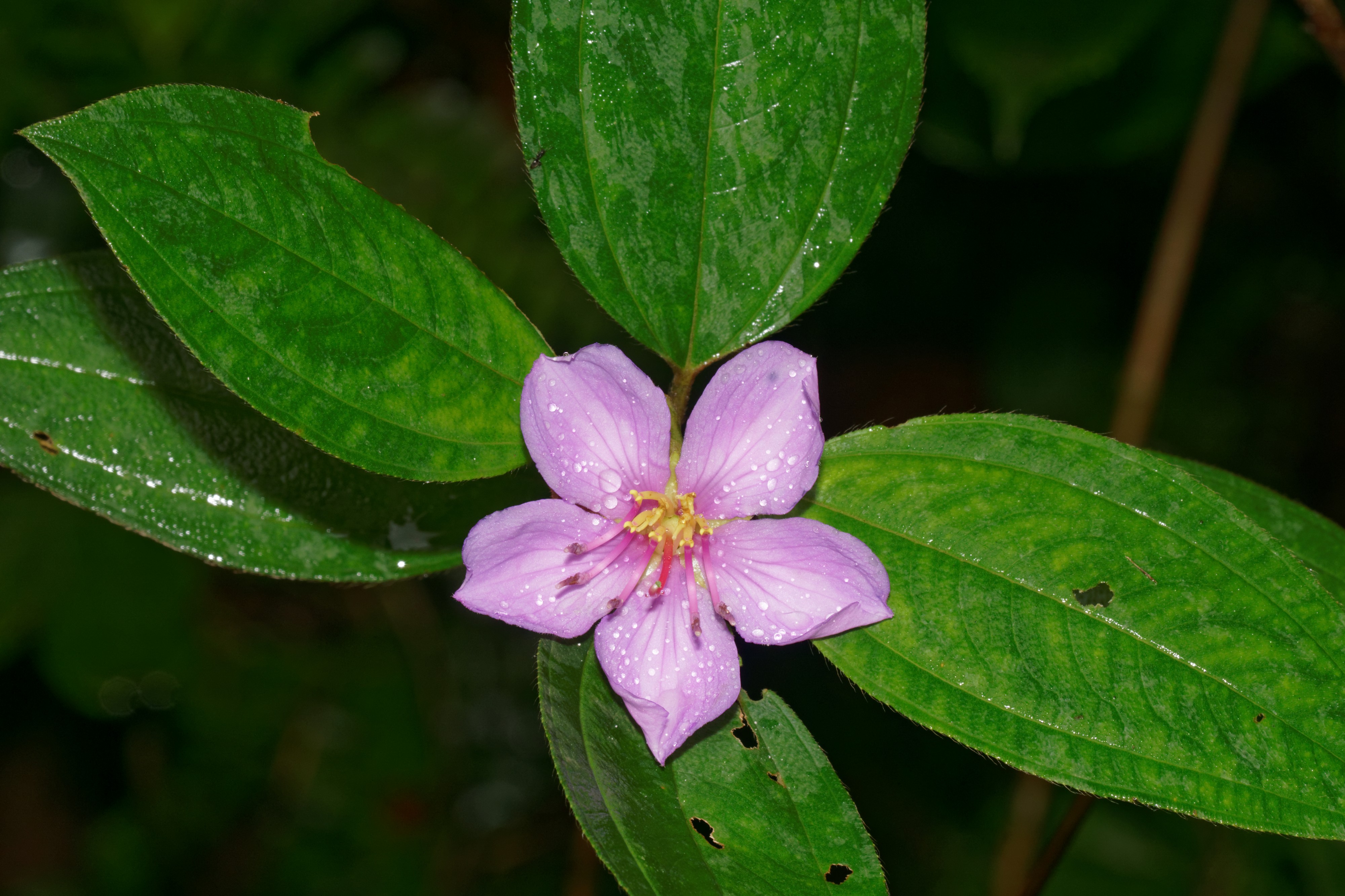 Melastoma malabathricum-Kadavoor-2016-07-11-001