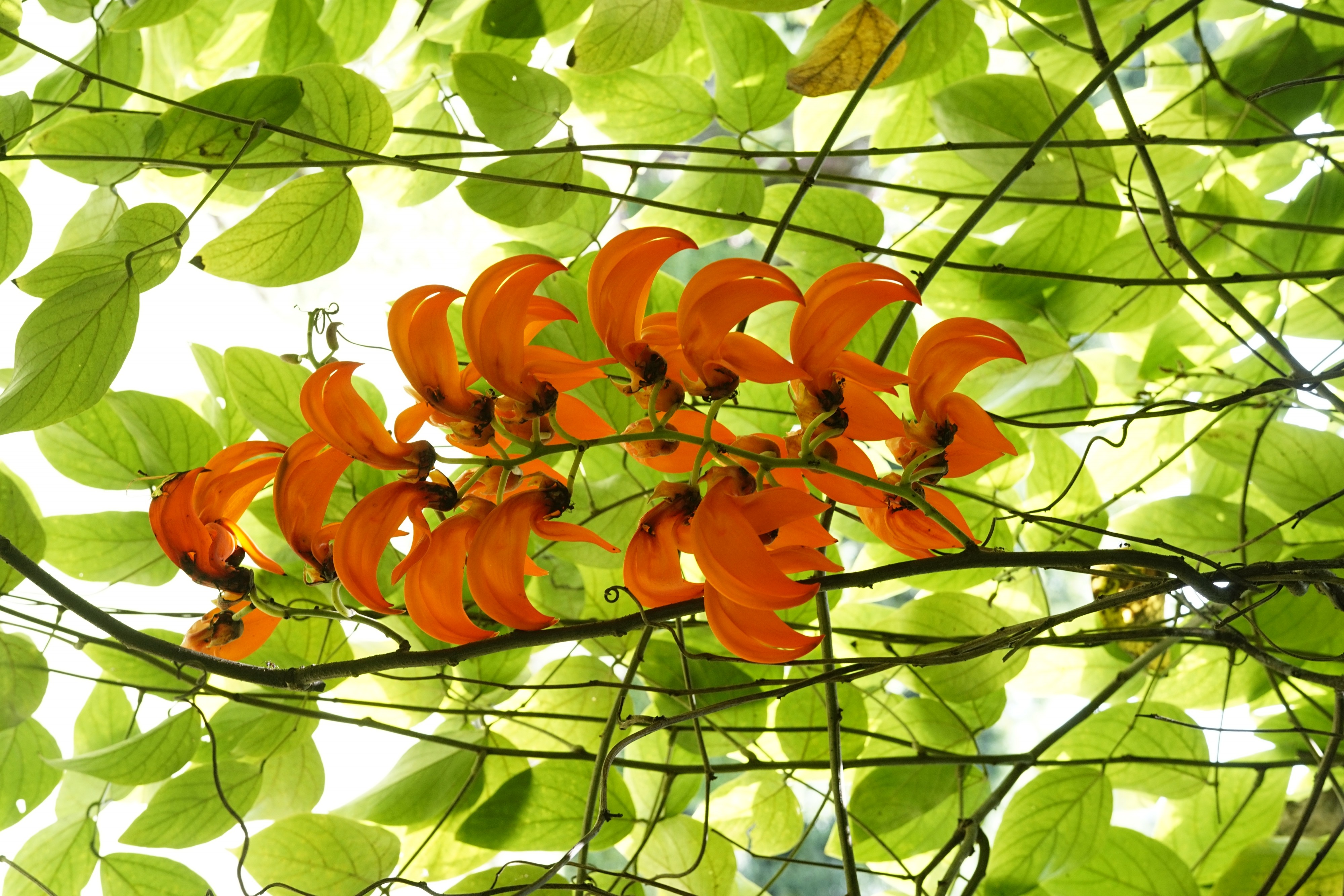 Mucuna bennettii 3767