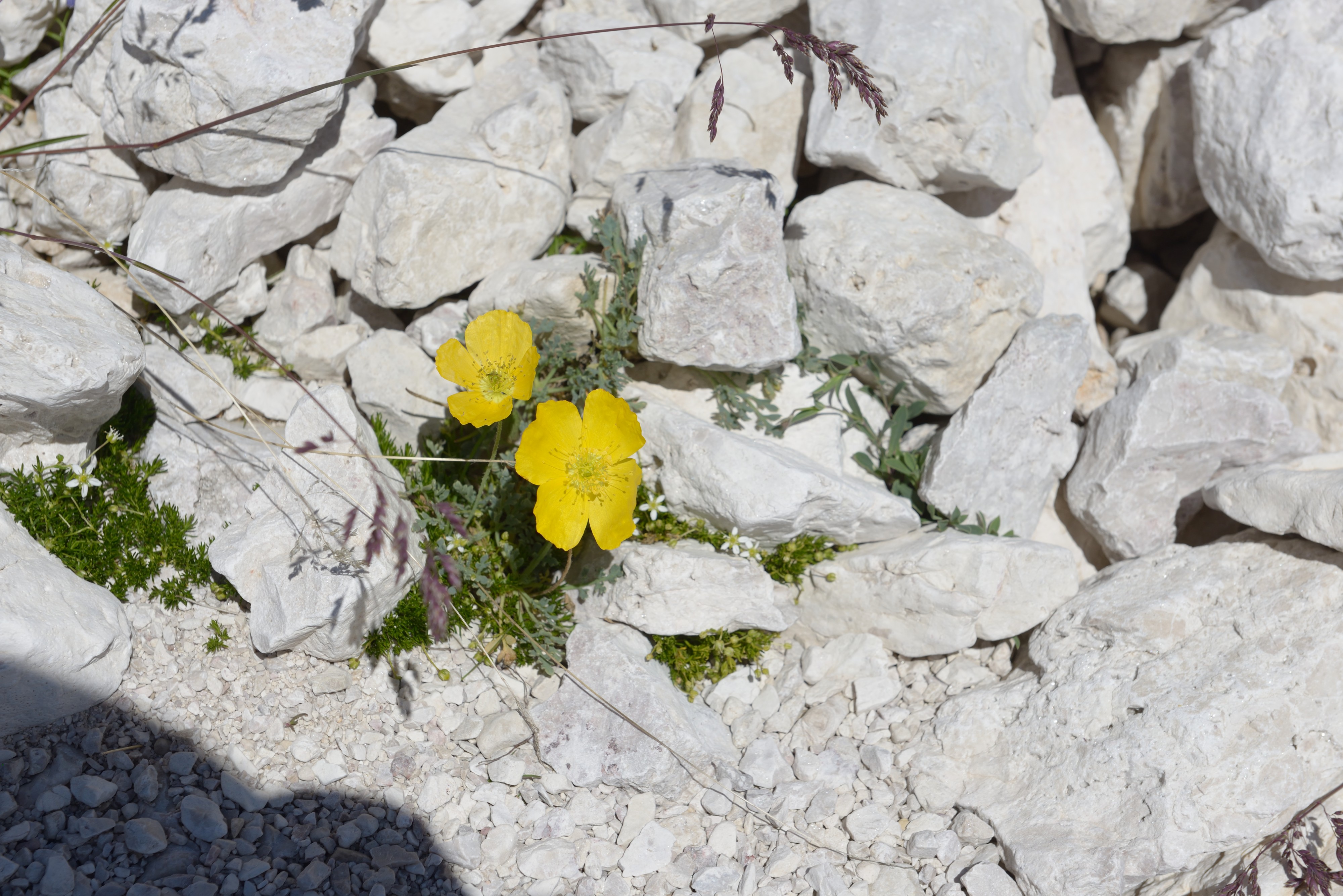 Ncisles papaver alpinum pavé da mont Gherdeina