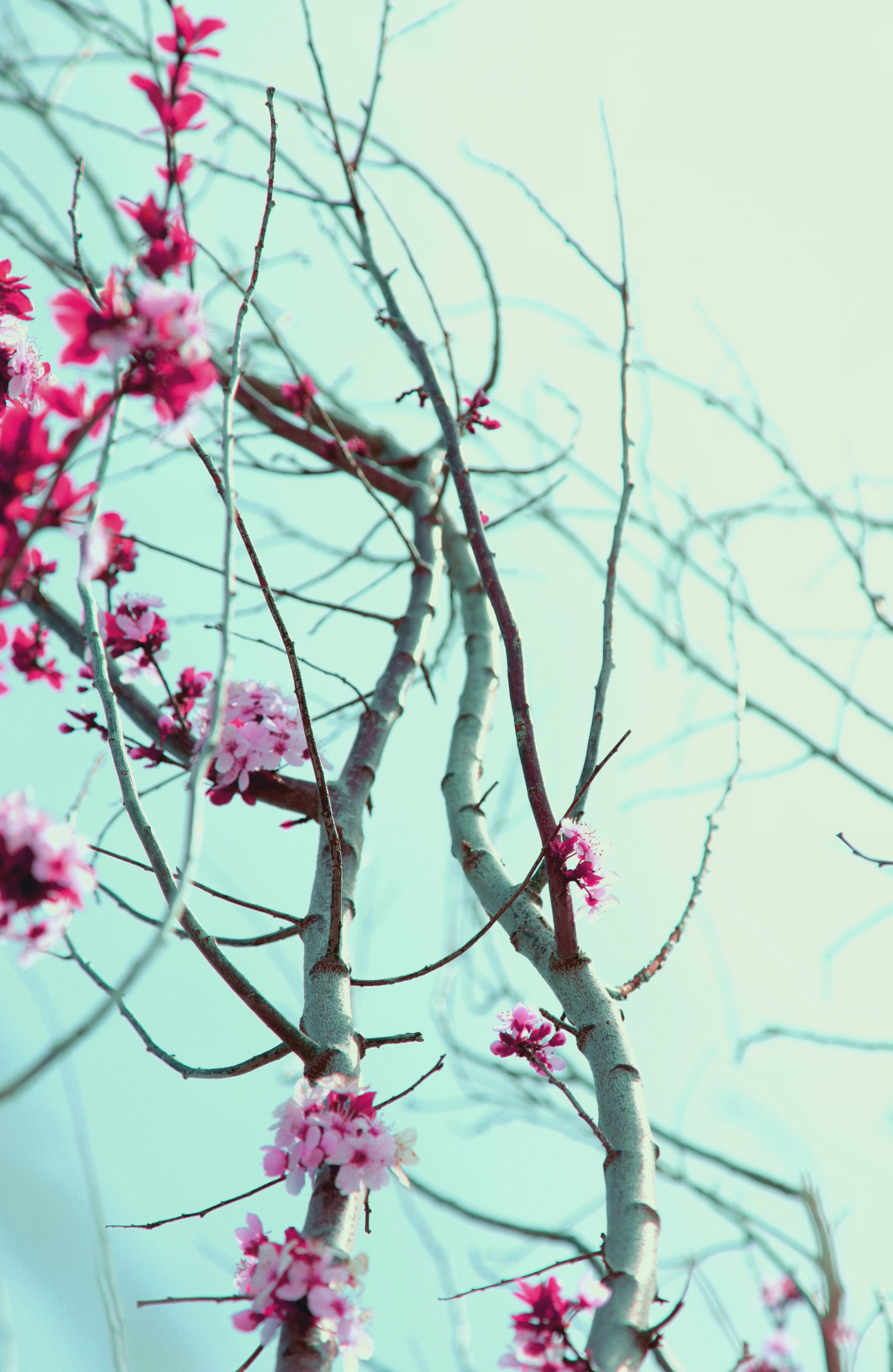 New Spring Love free Creative Commons (4536414738)